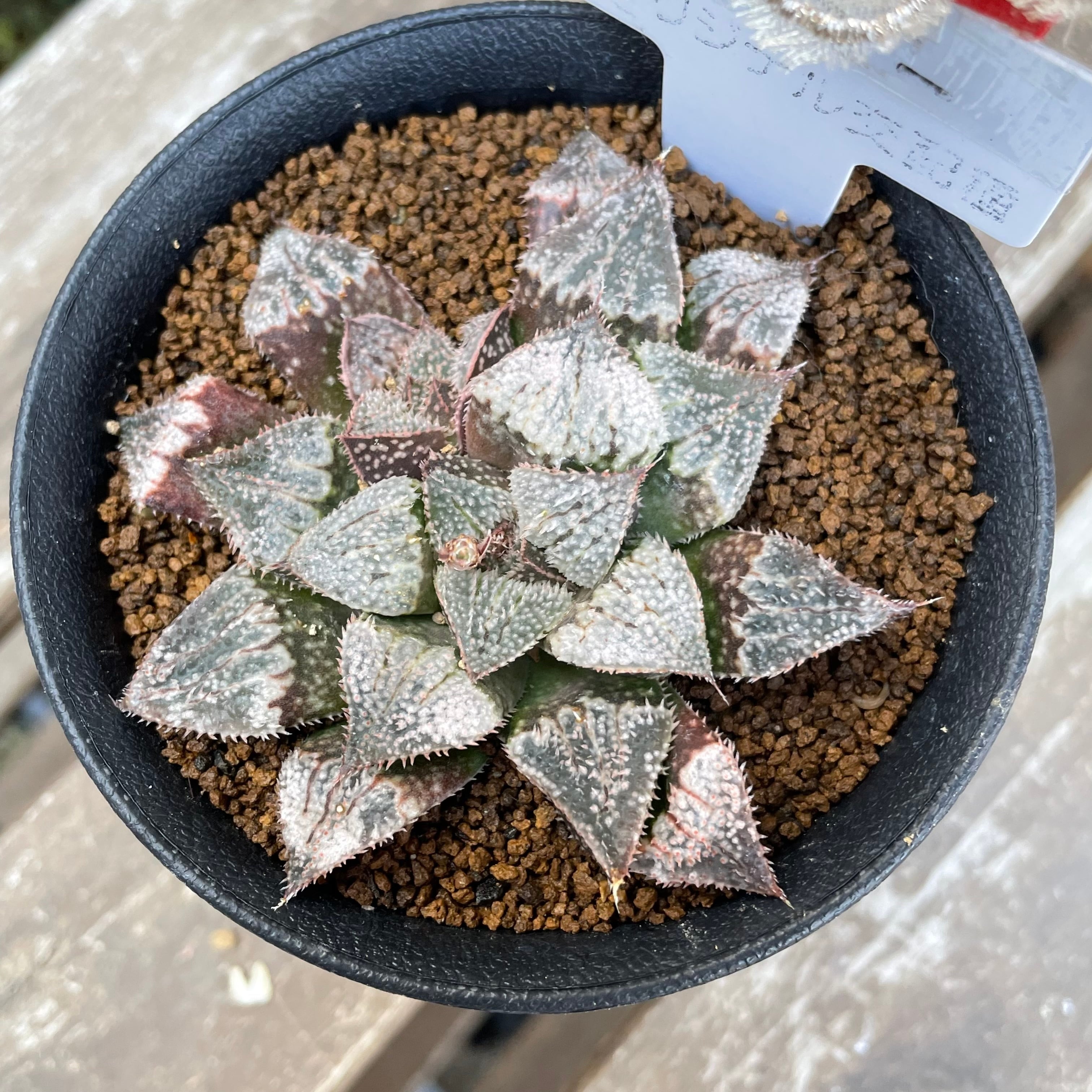 多肉植物 ハオルチア ピクタ 曼蛇羅 多肉植物 ハオルチア ピクタ 曼蛇羅