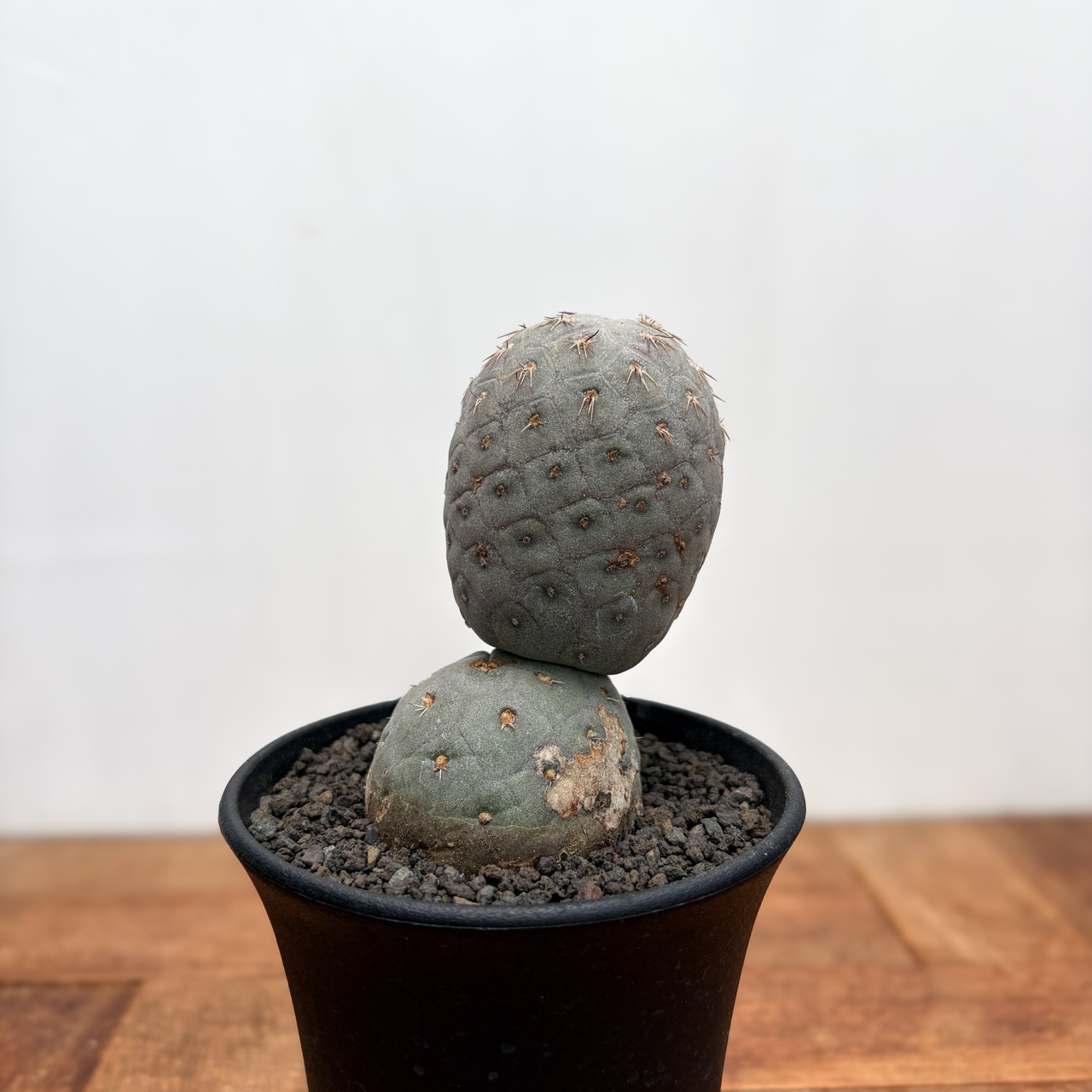 Tephrocactus geometricus【テフロカクタス・ゲオメトリクス】
