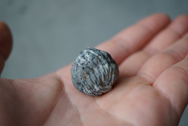 モロッコ産三葉虫化石エンロール(防御姿勢) Trilobite Phacops sp. 1165