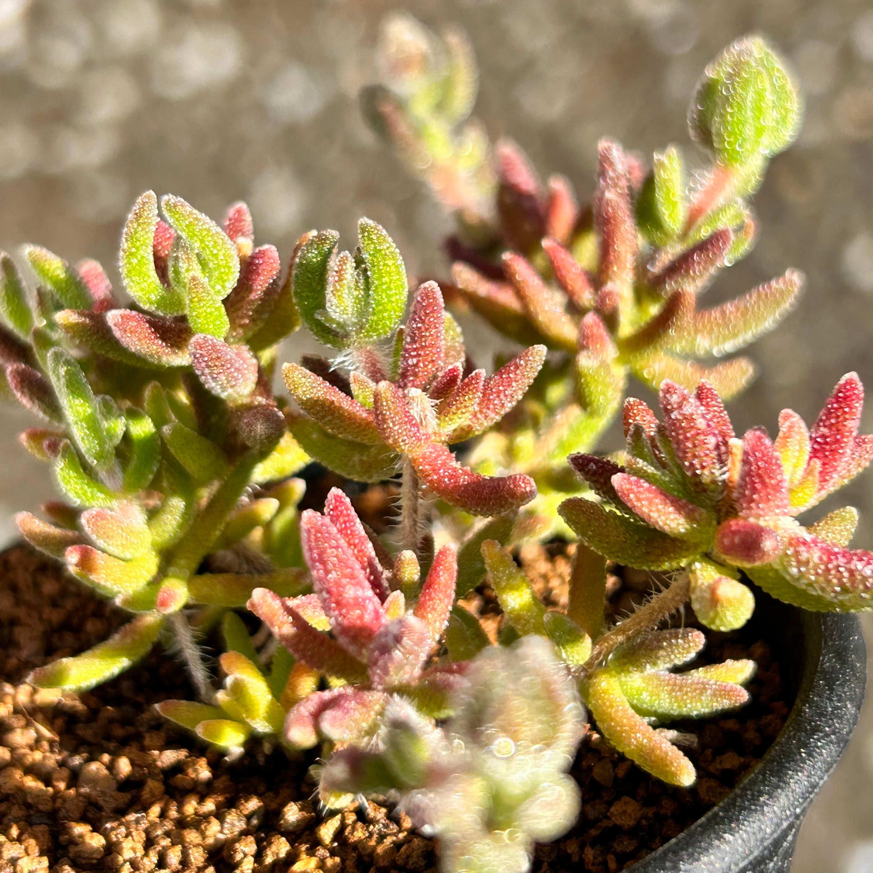 T) 狐尻尾 ドロサンテマム | RuPo 多肉植物専門店