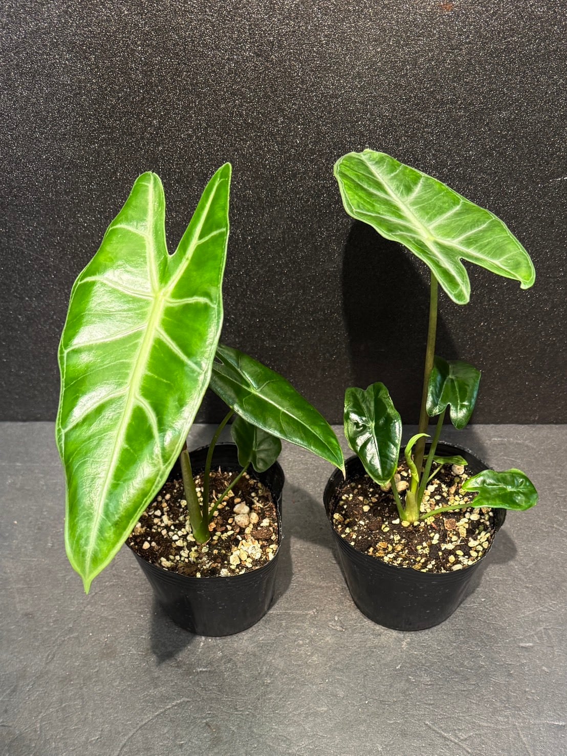 アロカシア・ロンギロバ 4号 | 観葉植物と雑貨のお店 VIVAGREEN