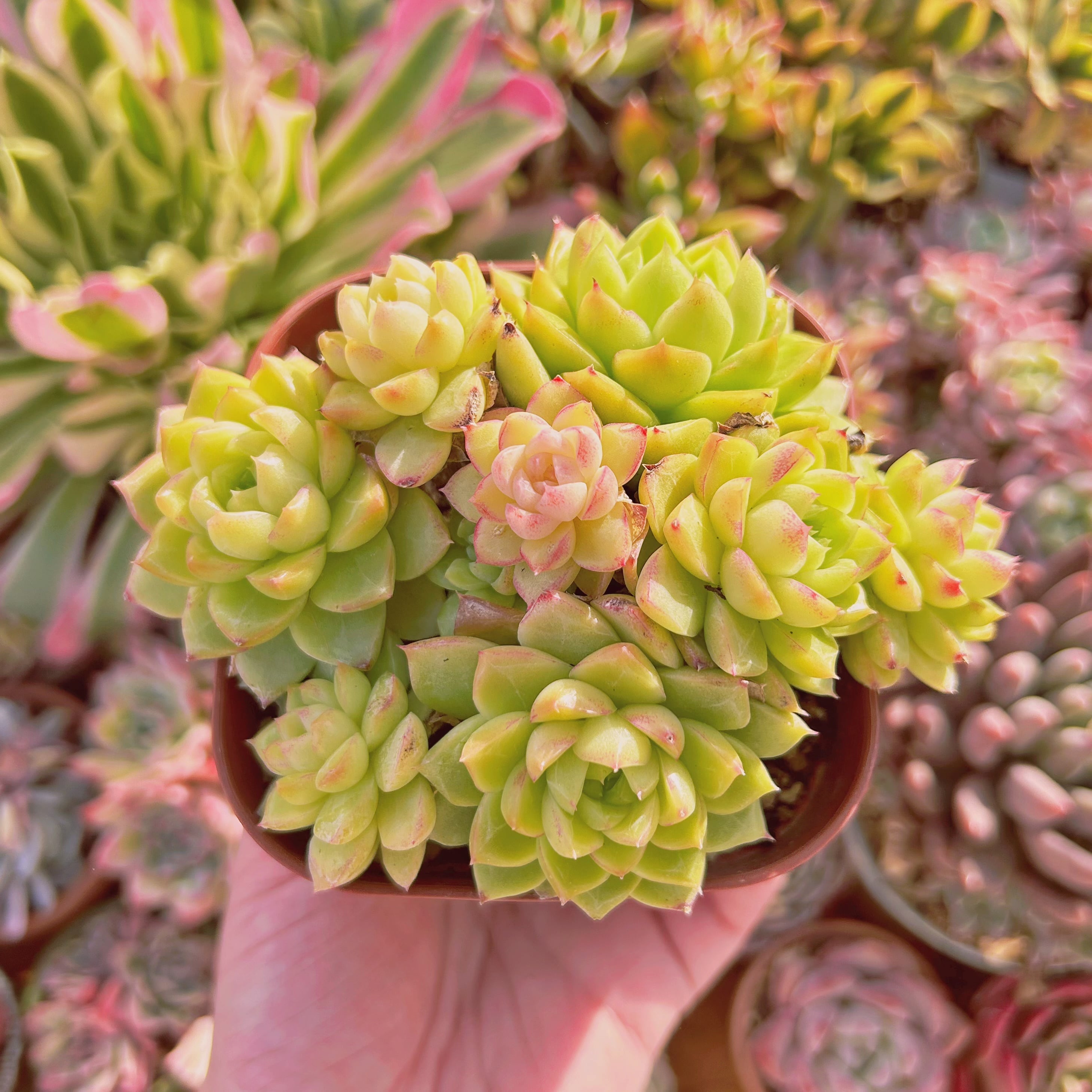 現物　多肉植物　Echeveria レッドクィーン　大群生　抜き苗