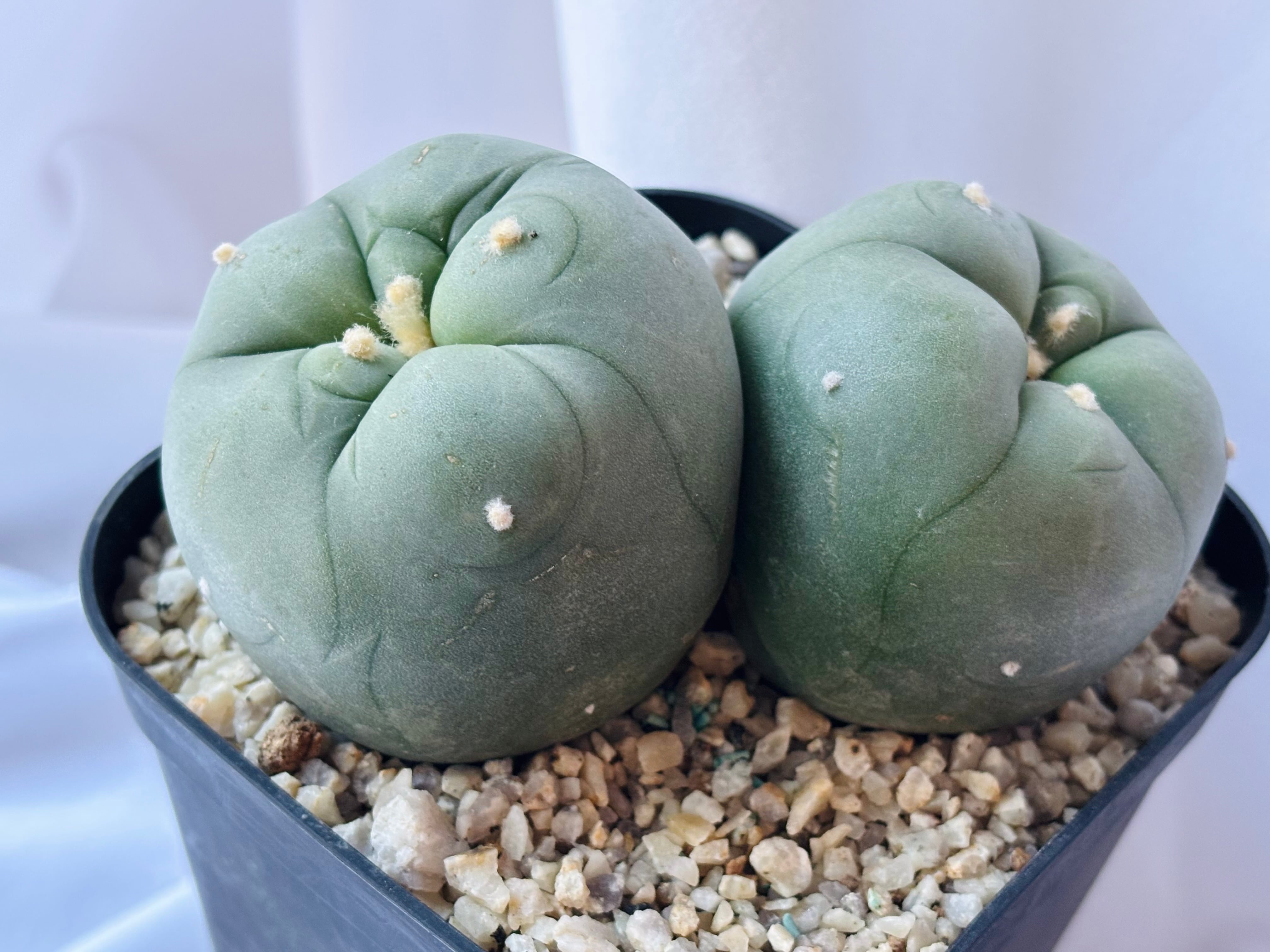 Lophophora diffusa ロフォフォラ 翠冠玉 大疣タイプ サボテン