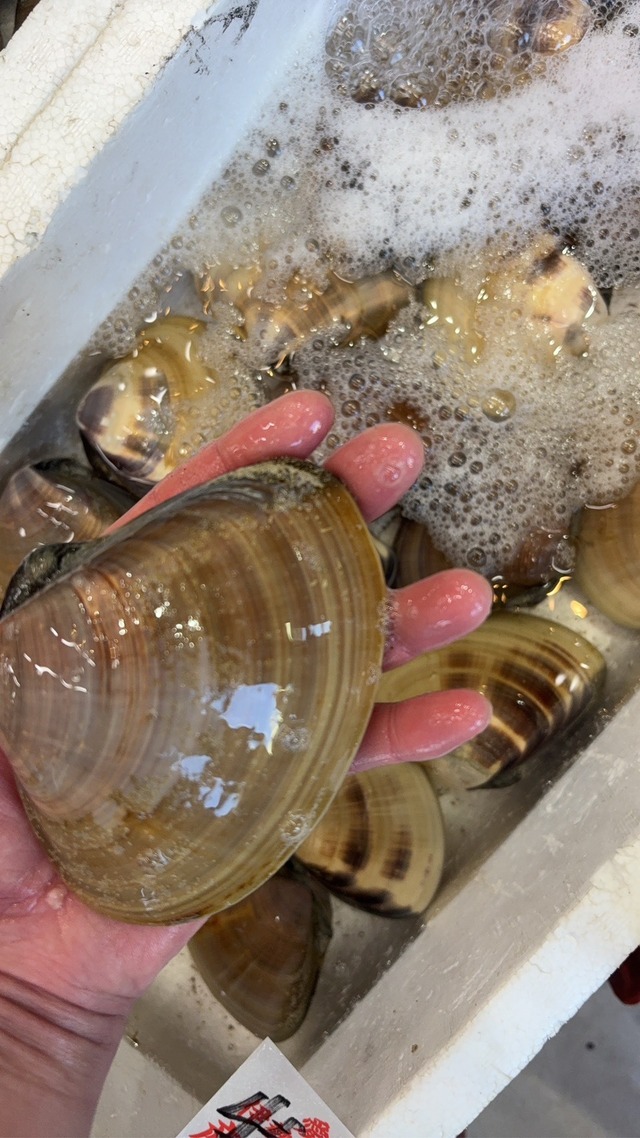 【福袋！！20000円】ライドザシップより2026年元旦お届！愛知魚貝の詰め合わせ