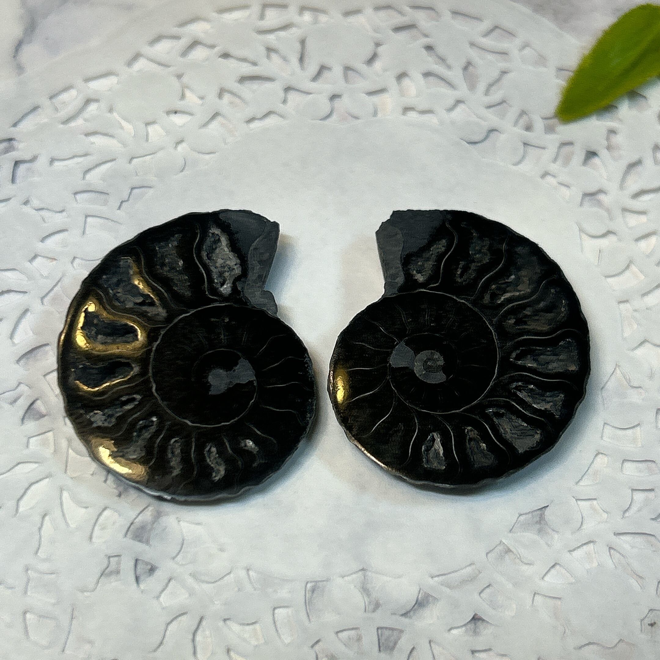 化石]アンモナイト（菊石） | クリスタル・ワールド御徒町店