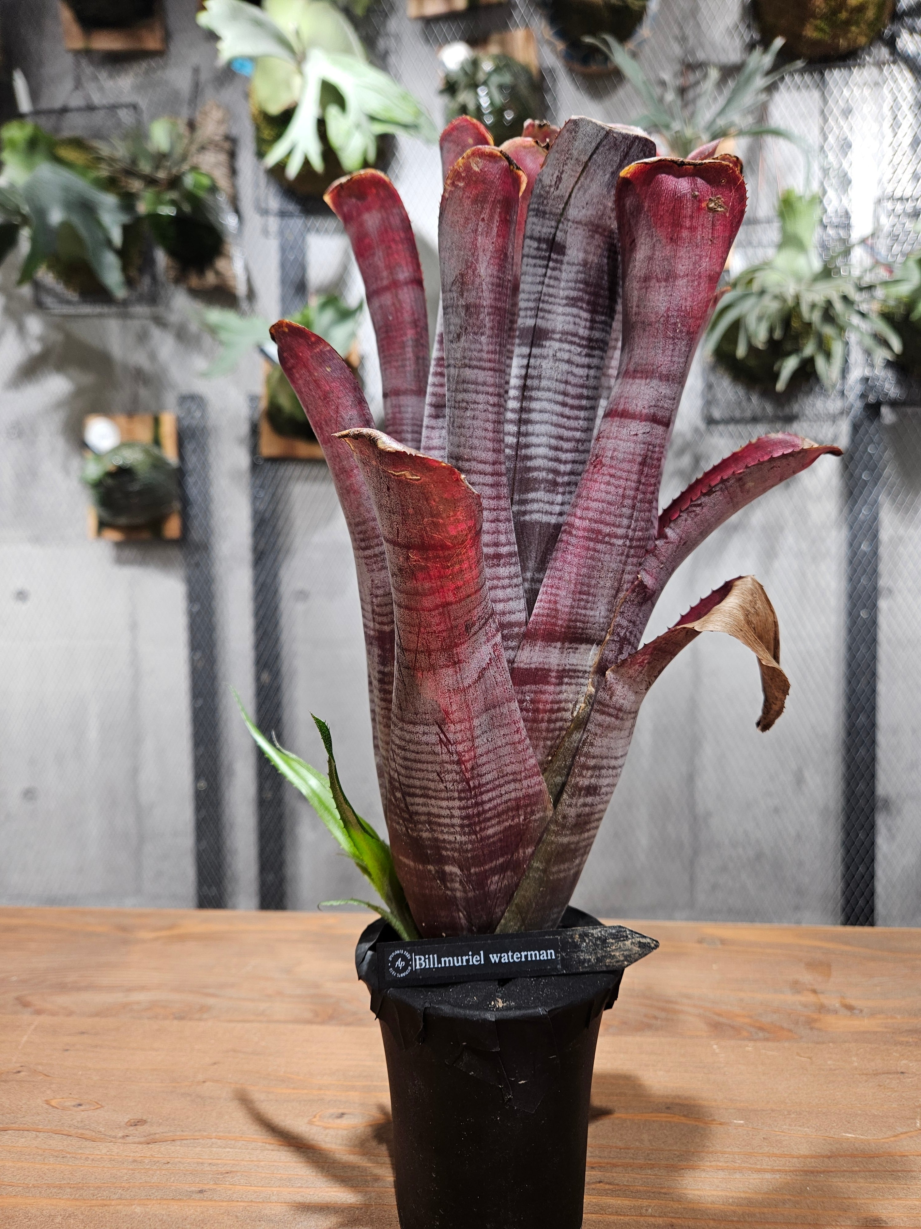Aechmea. nudicaulis Muriel waterman【artPLANTs/PLANTS GARAGE