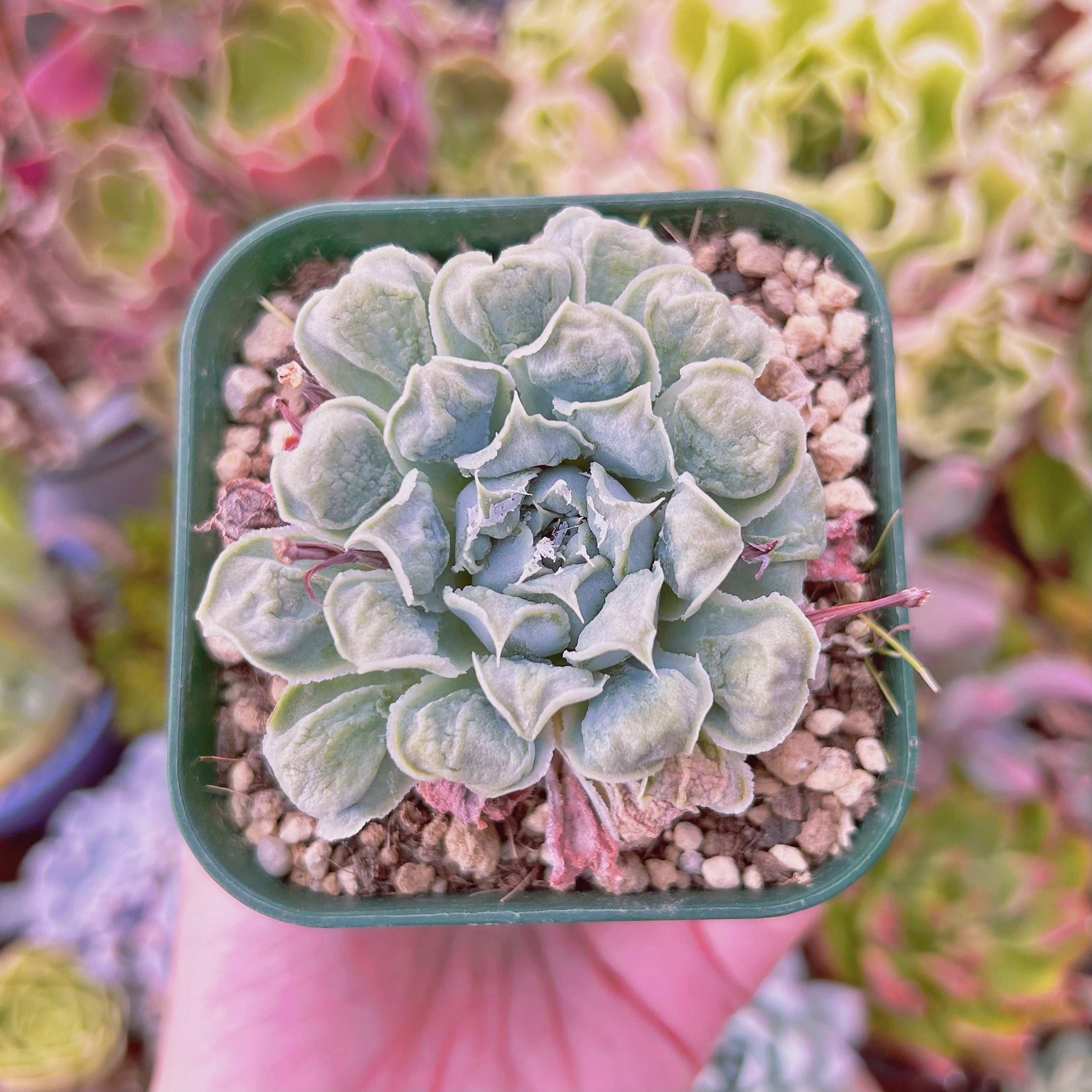 現物　多肉植物　ハートチョイス　抜き苗