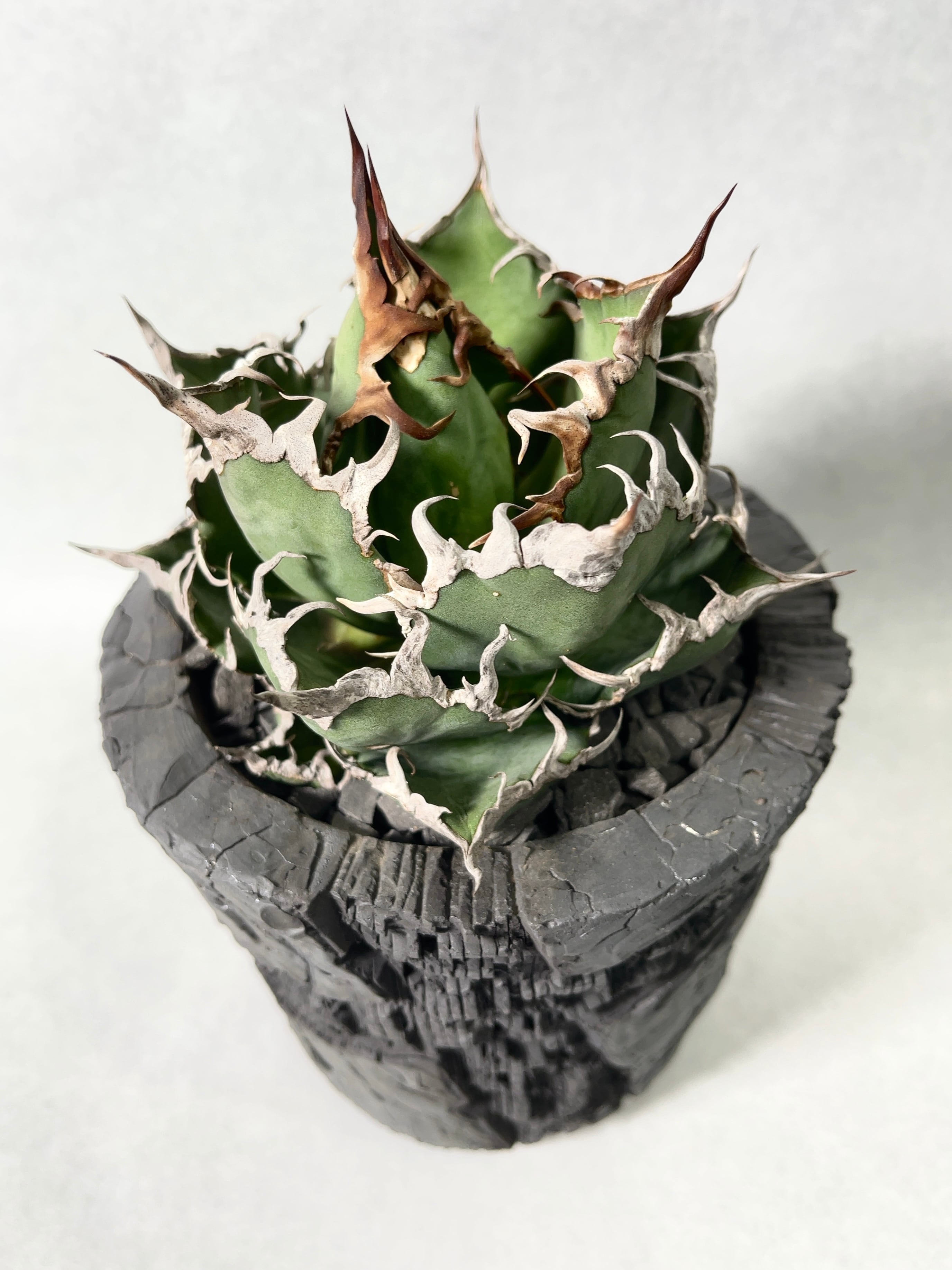 鉢付き配送！　強鋸歯！　美形！　アガベ　シーザー　仔株付き アガベ・シーザー | trigger