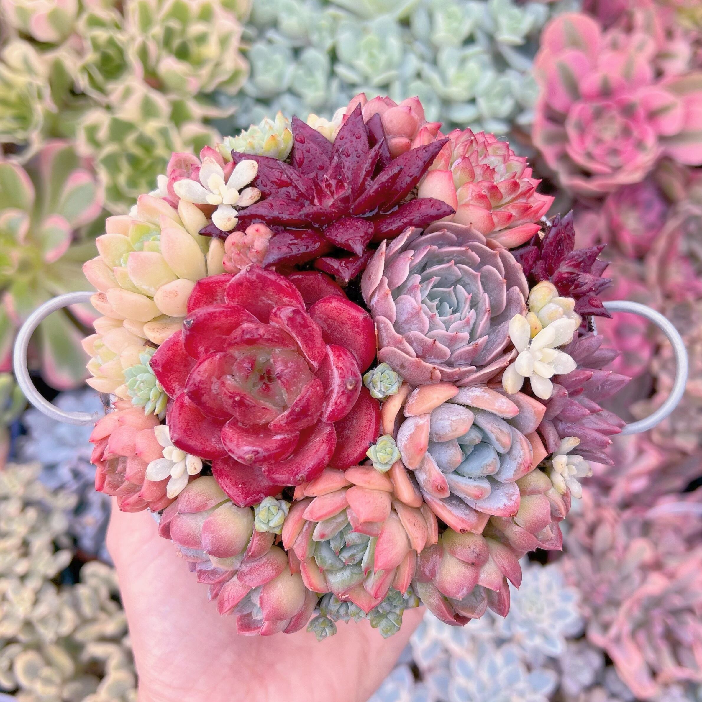 現品　寄せ植え鍋セット#225   るる農園