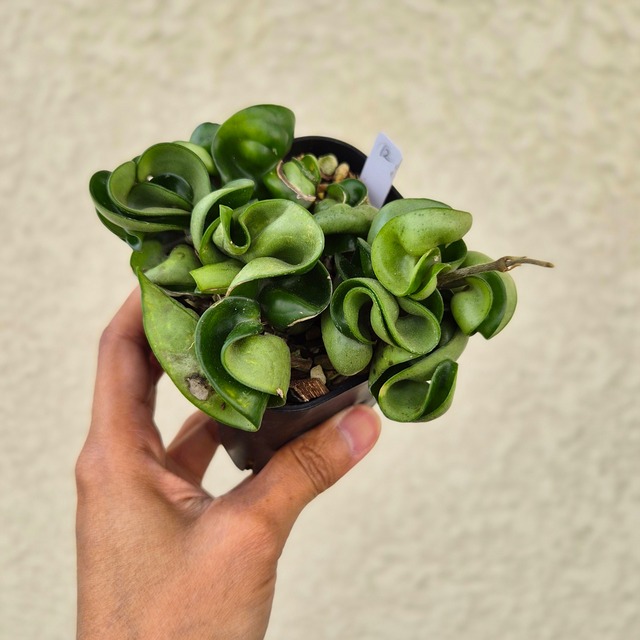 ②《ホヤ カルノーサ コンパクター》 Hoya carnosa 'Compacta' 観葉植物  ポット発送