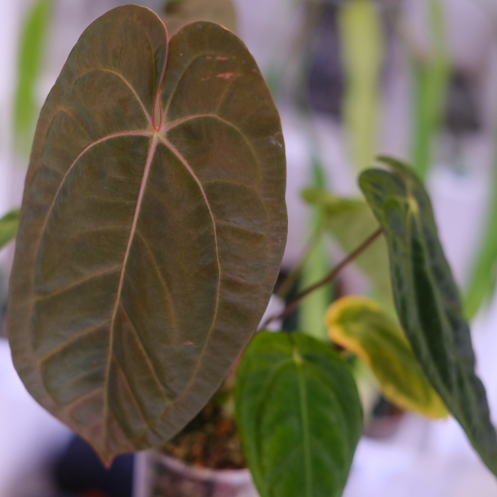 Anthurium Papillilaminum Guna Yala x Forgetii Dark⑥│観葉植物