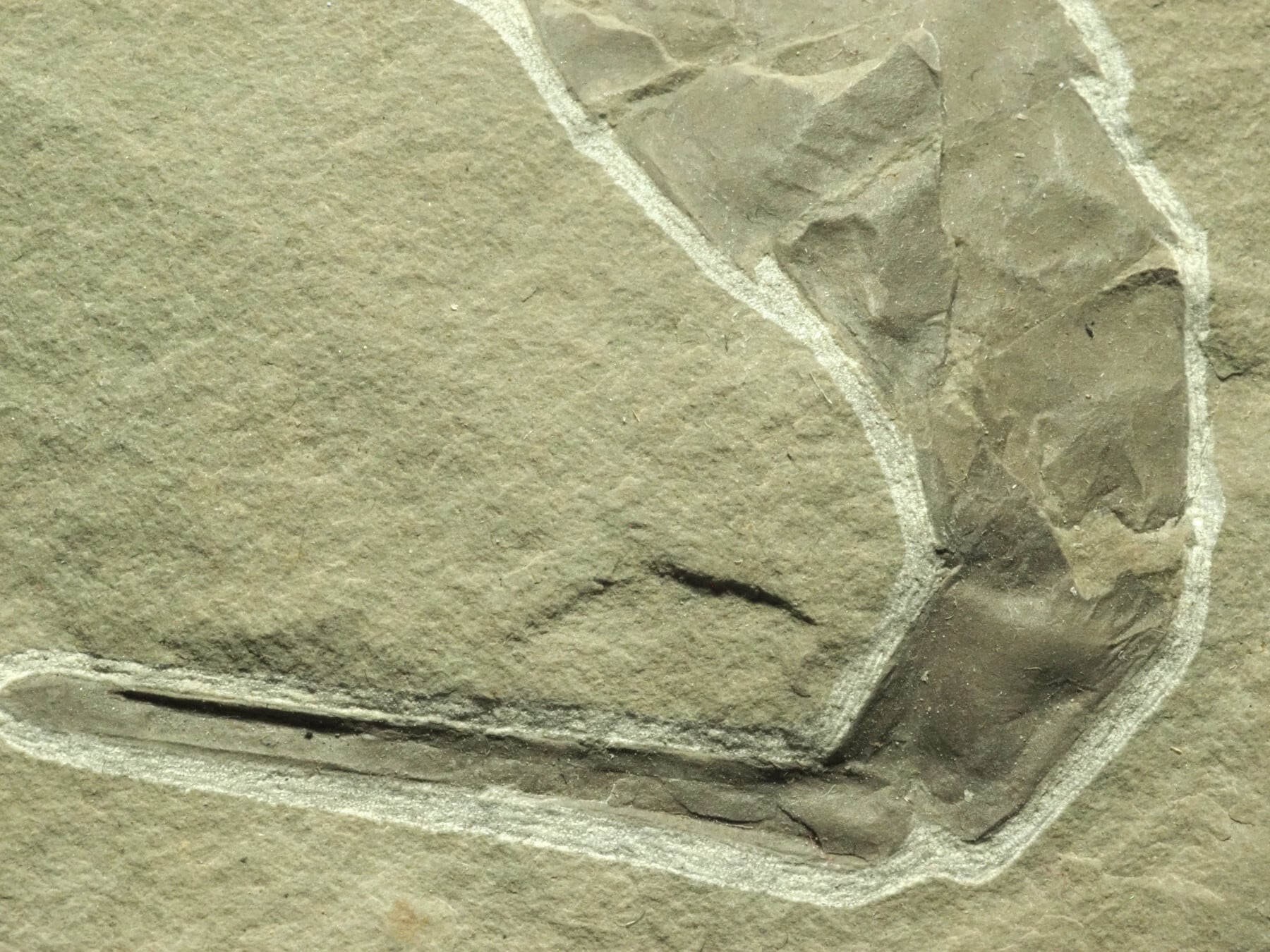 大型極上！ウミサソリの化石【Eurypterus remipes】【1192g】アメリカ