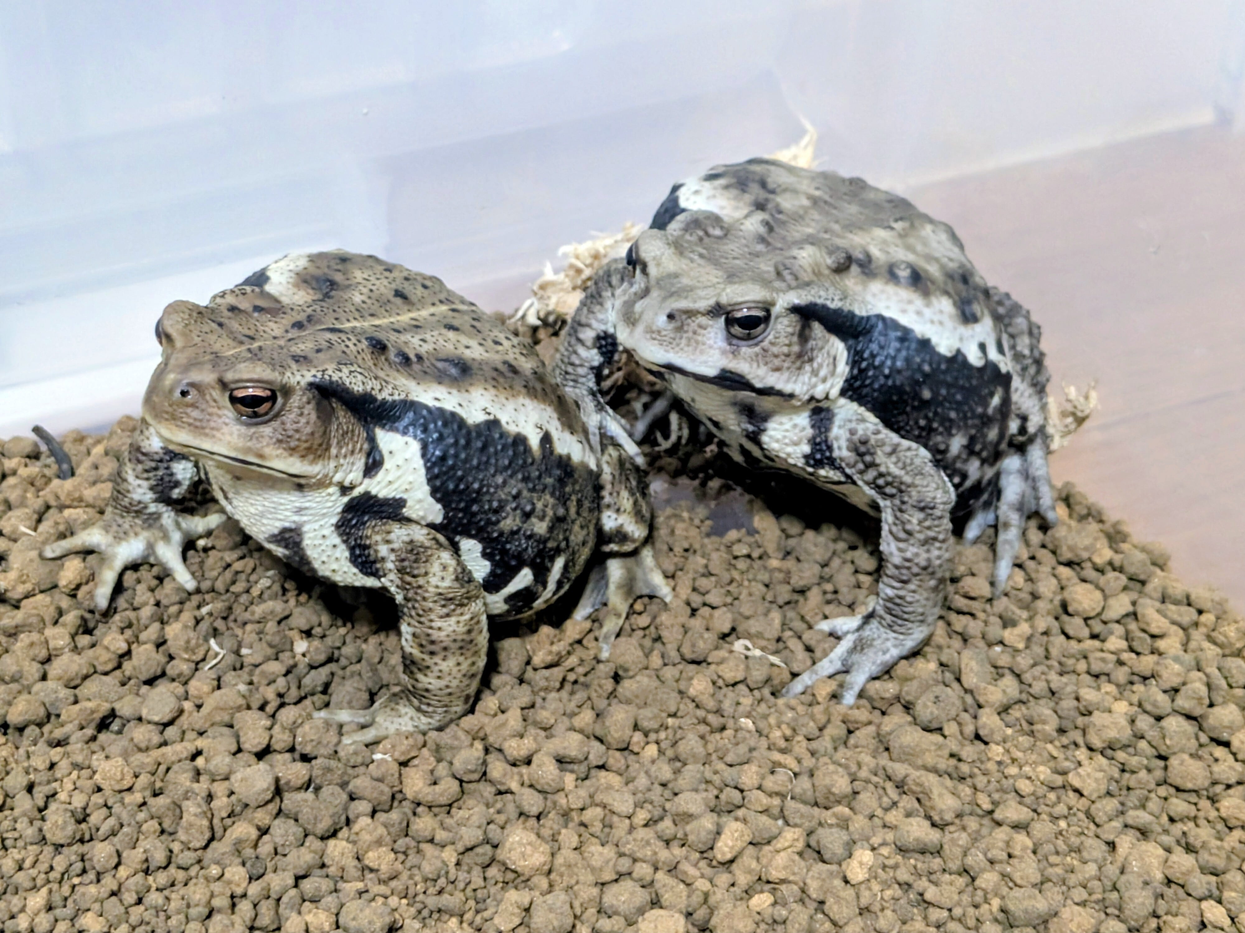 アズマヒキガエル L カエル | BUG.st
