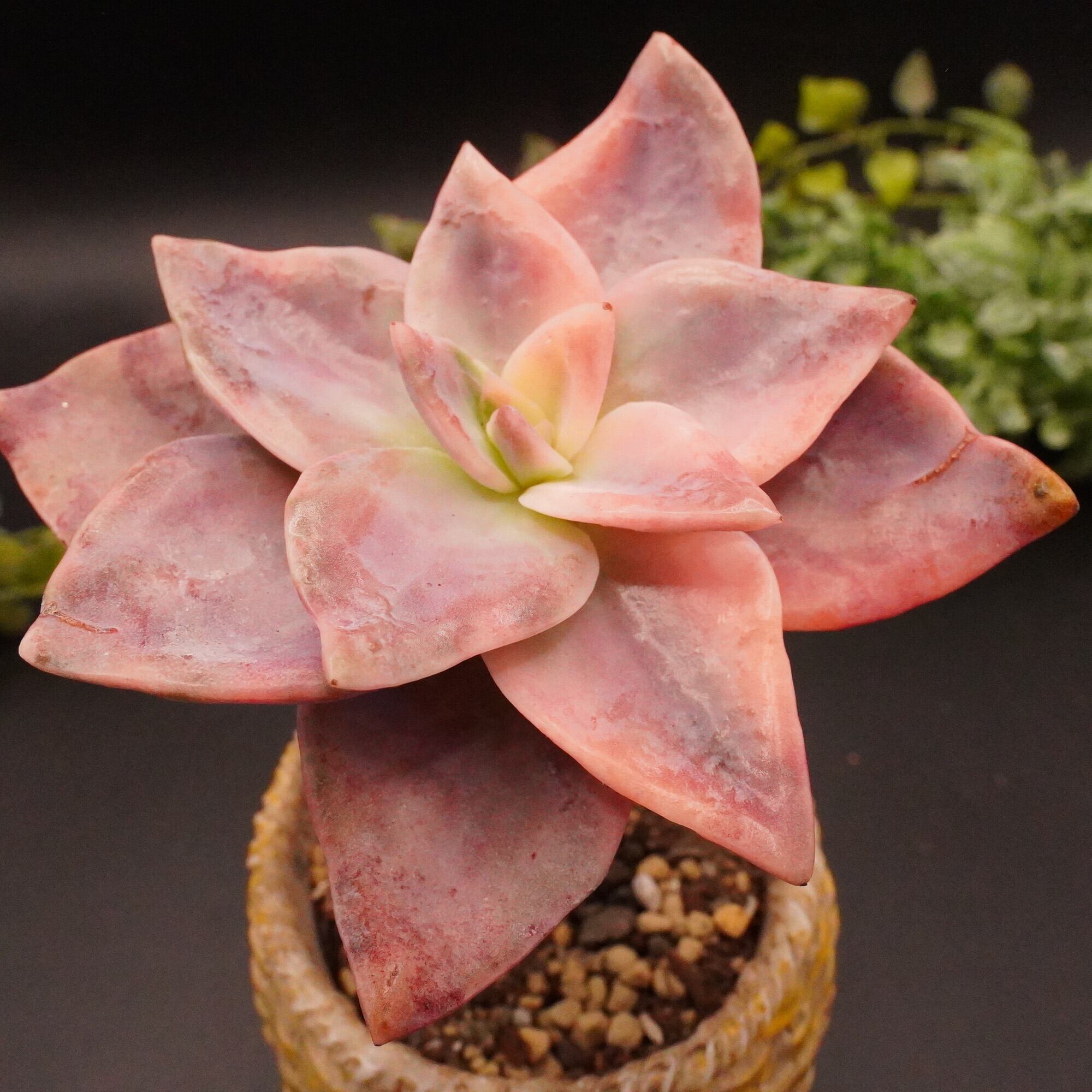 102【韓国輸入苗】ピンクエンジェル エケベリア カット苗 多肉植物