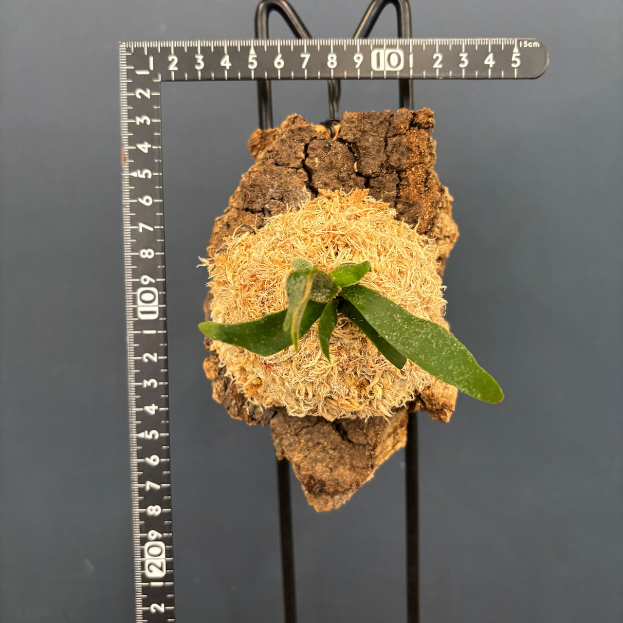 ビカクシダ バクテリア P. willinckii 'Bacteria' spore コルク仕立て【1059】