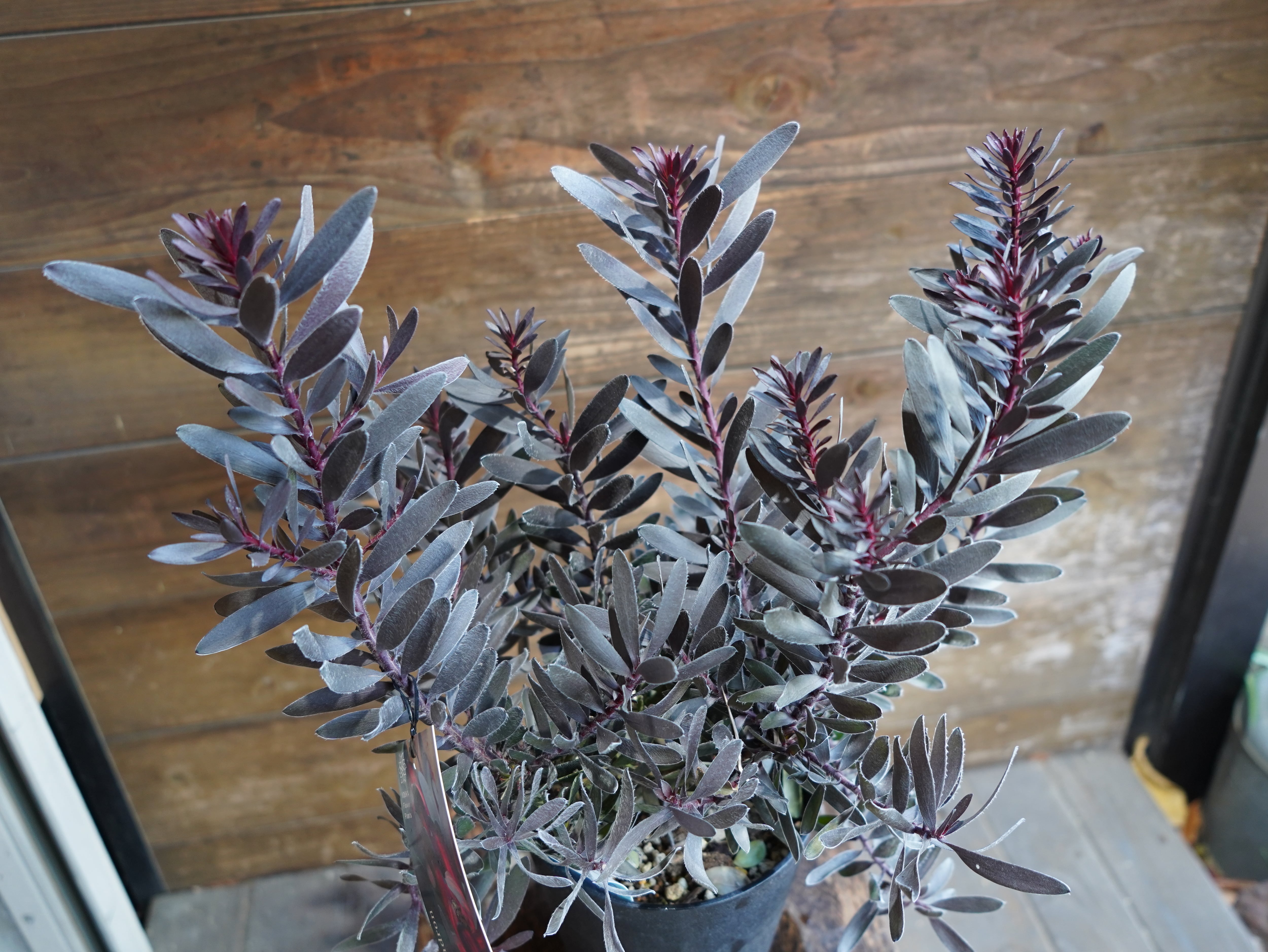 【現物】リューカデンドロン　”デュリフ”　B