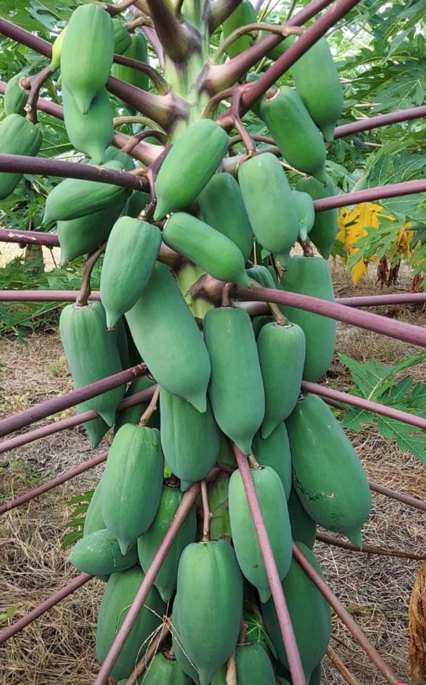 甘泉DX2本セット」青パパイヤ苗 | wakabaseed