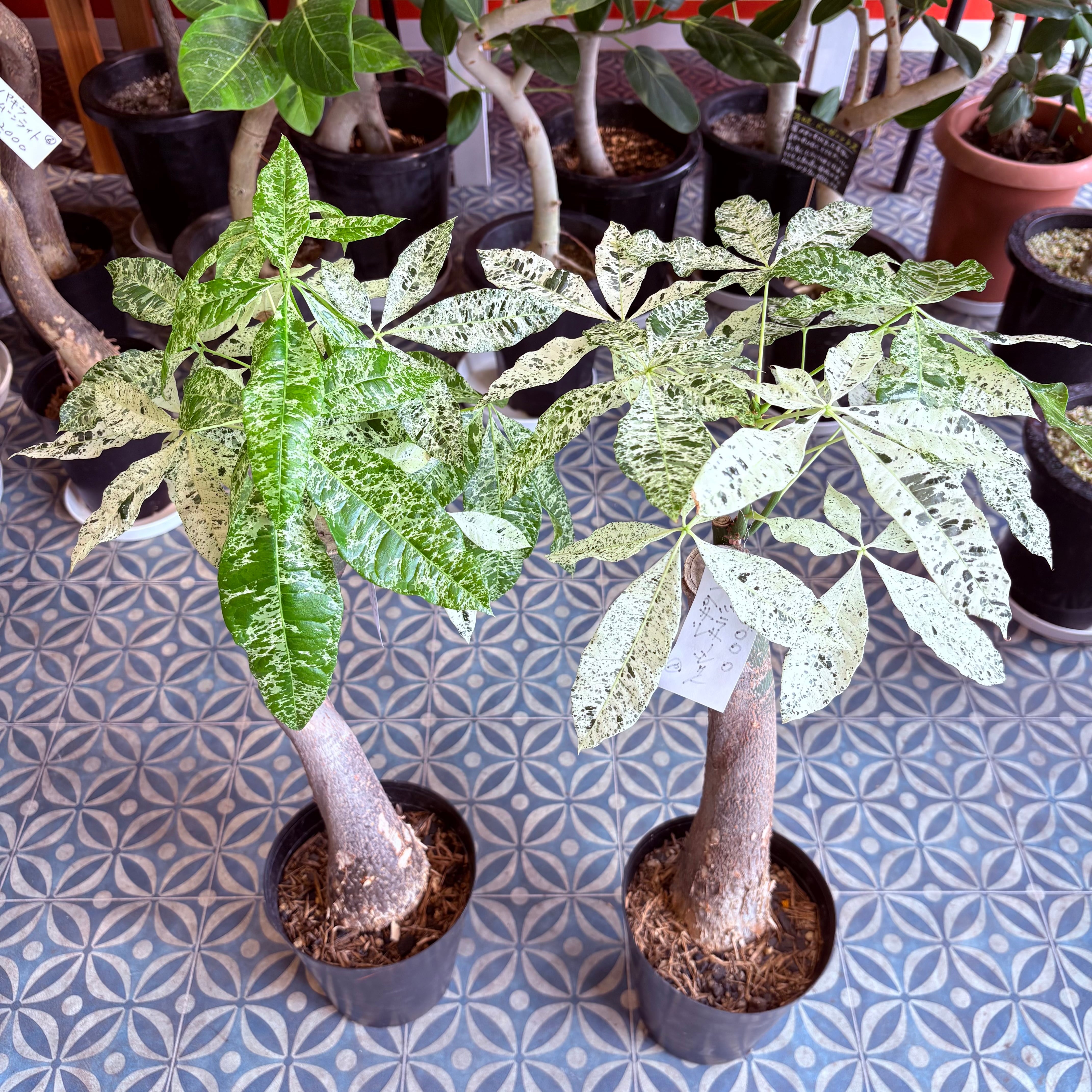 パキラ ミルキーウェイ 6号 | Green Vibes 宇都宮市の観葉植物専門店