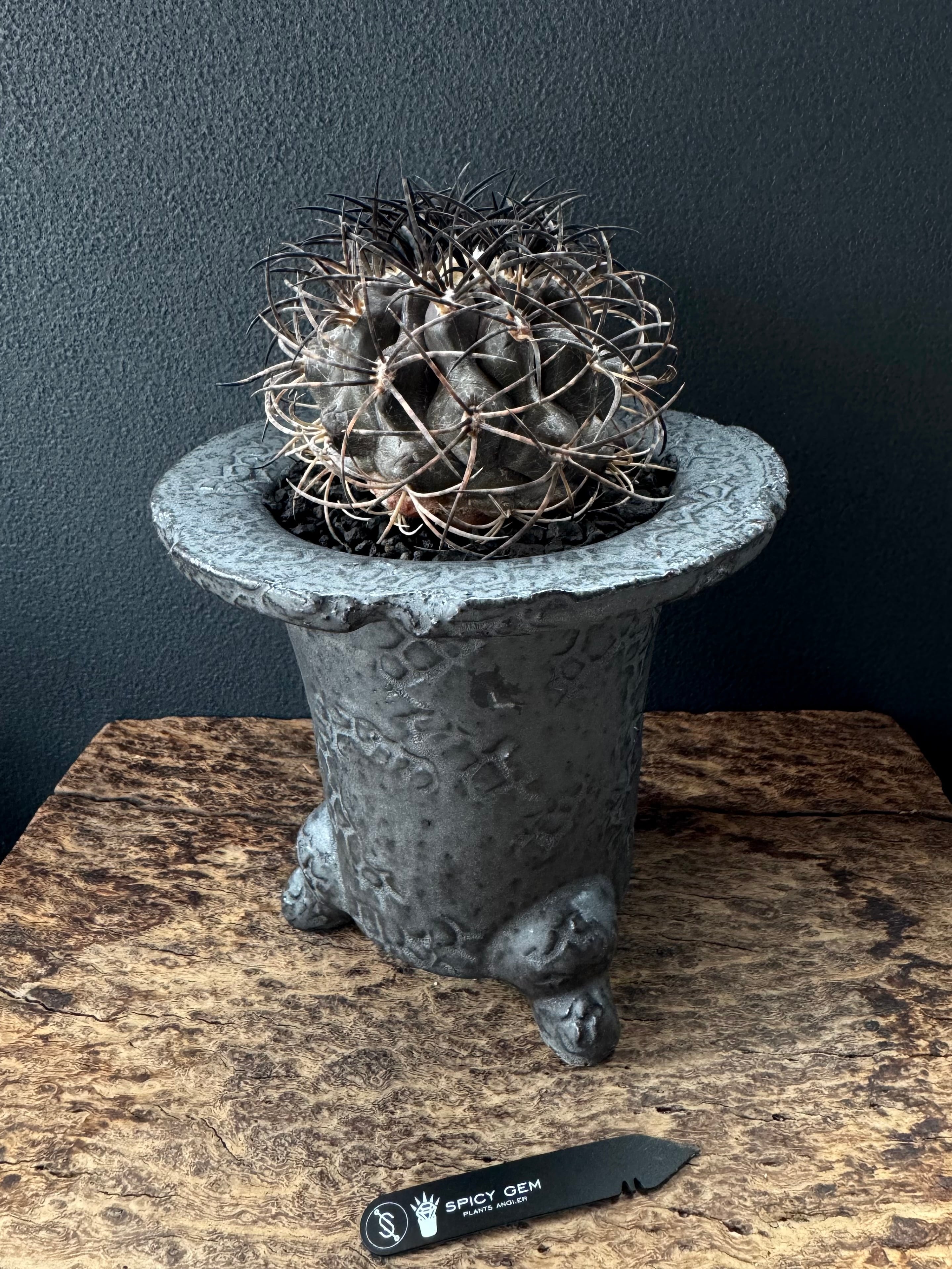 spicygem spicy gem pot 植木鉢 cylinder spicygem 特大鉢 spicy gem 植木鉢 pot 鉢