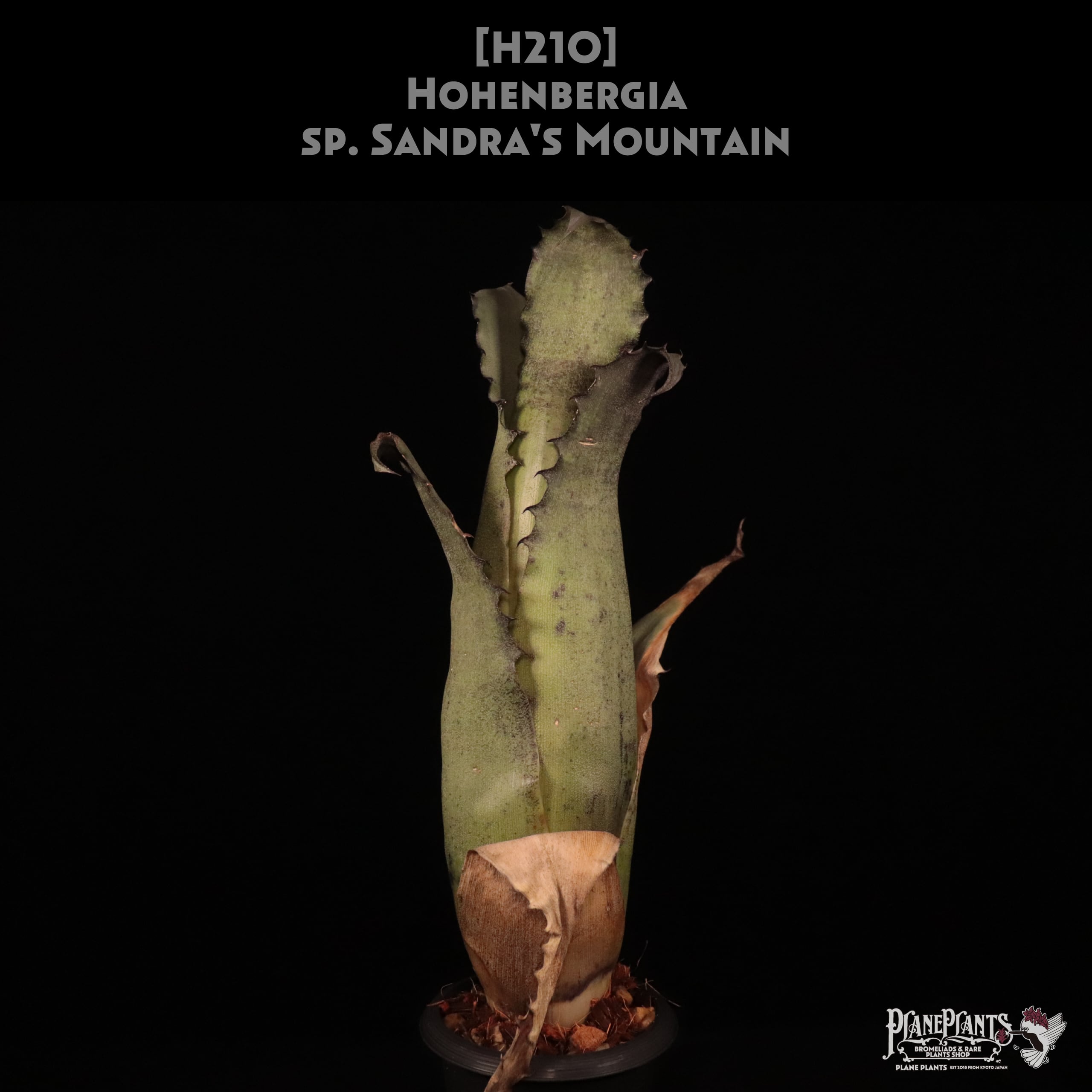 ブロメリア・エアープランツ Hohenbergia Lemei (original clone) Bromeliad Hohenbergia Lemei (original clone) Leme