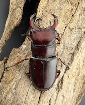 《カプレオルスミヤマクワガタ 38mm ペア》