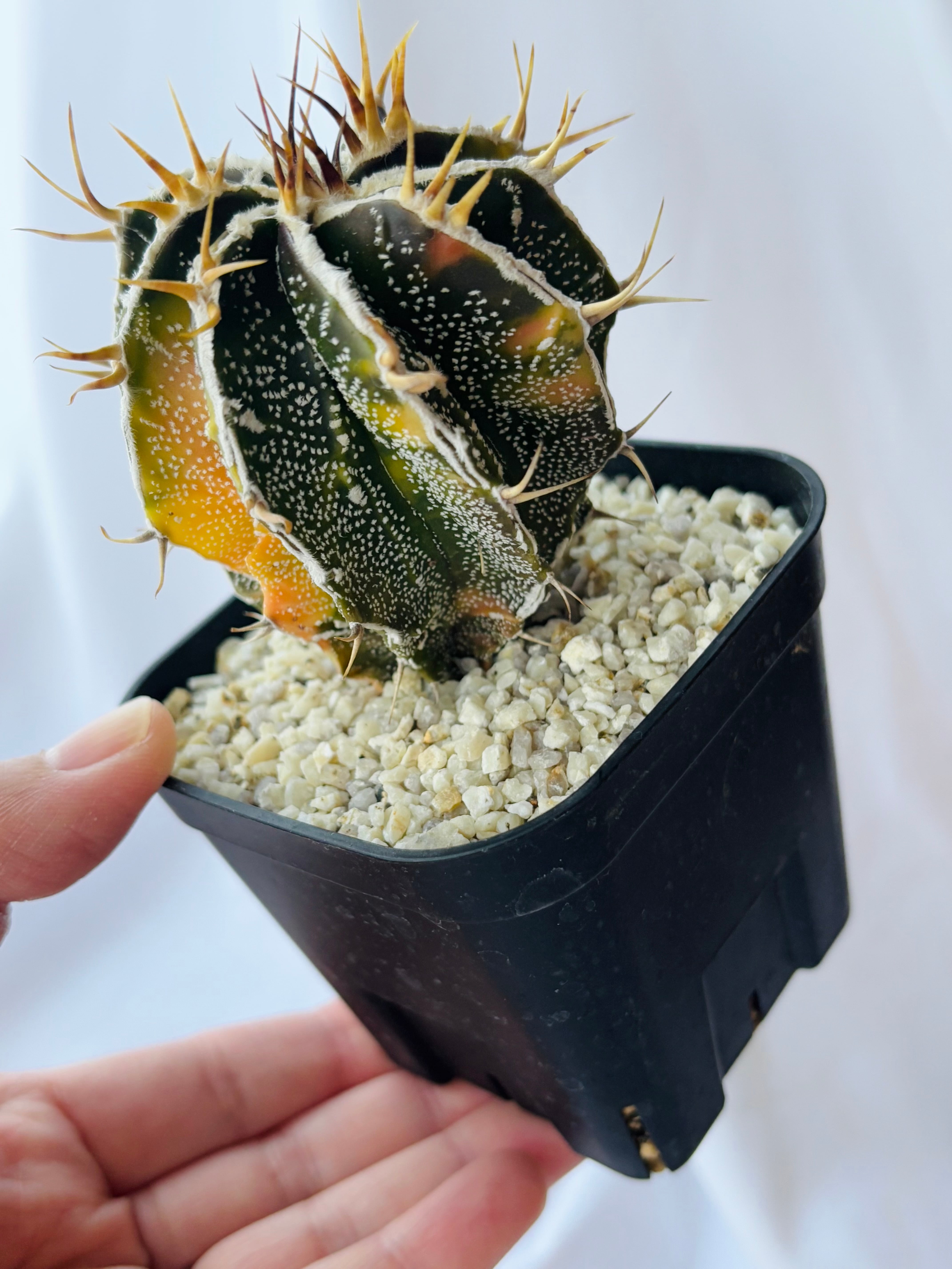 Astrophytum ornatum f. アストロフィツム 白条複隆般若錦 ライオン