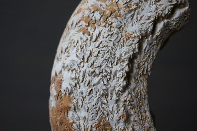 イングランド産ダクティリオセラス化石 Dactylioceras commune 1162