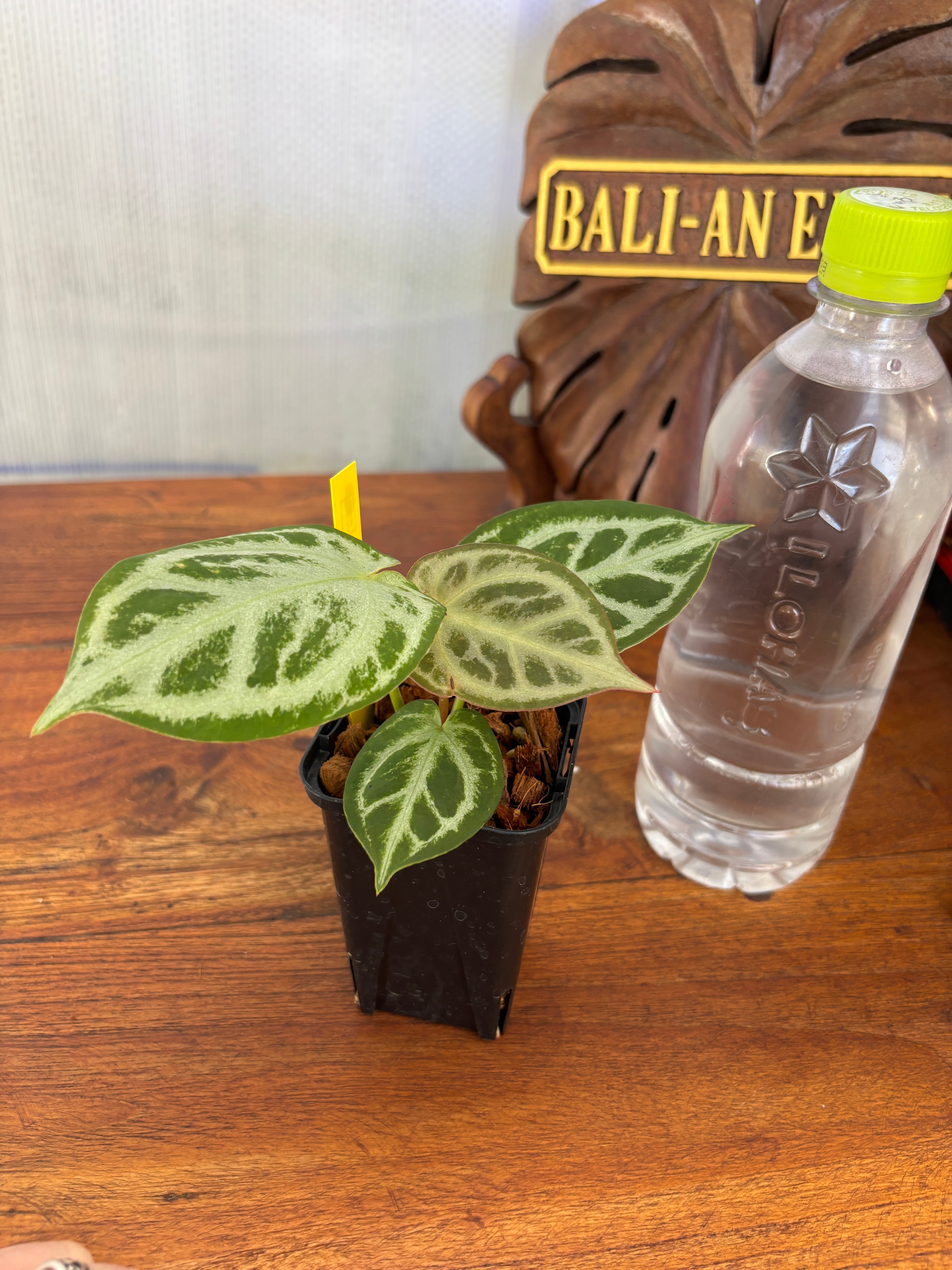 アンスリウム クリスタリナム 'chocolate' F1 | BALI-AN 園芸