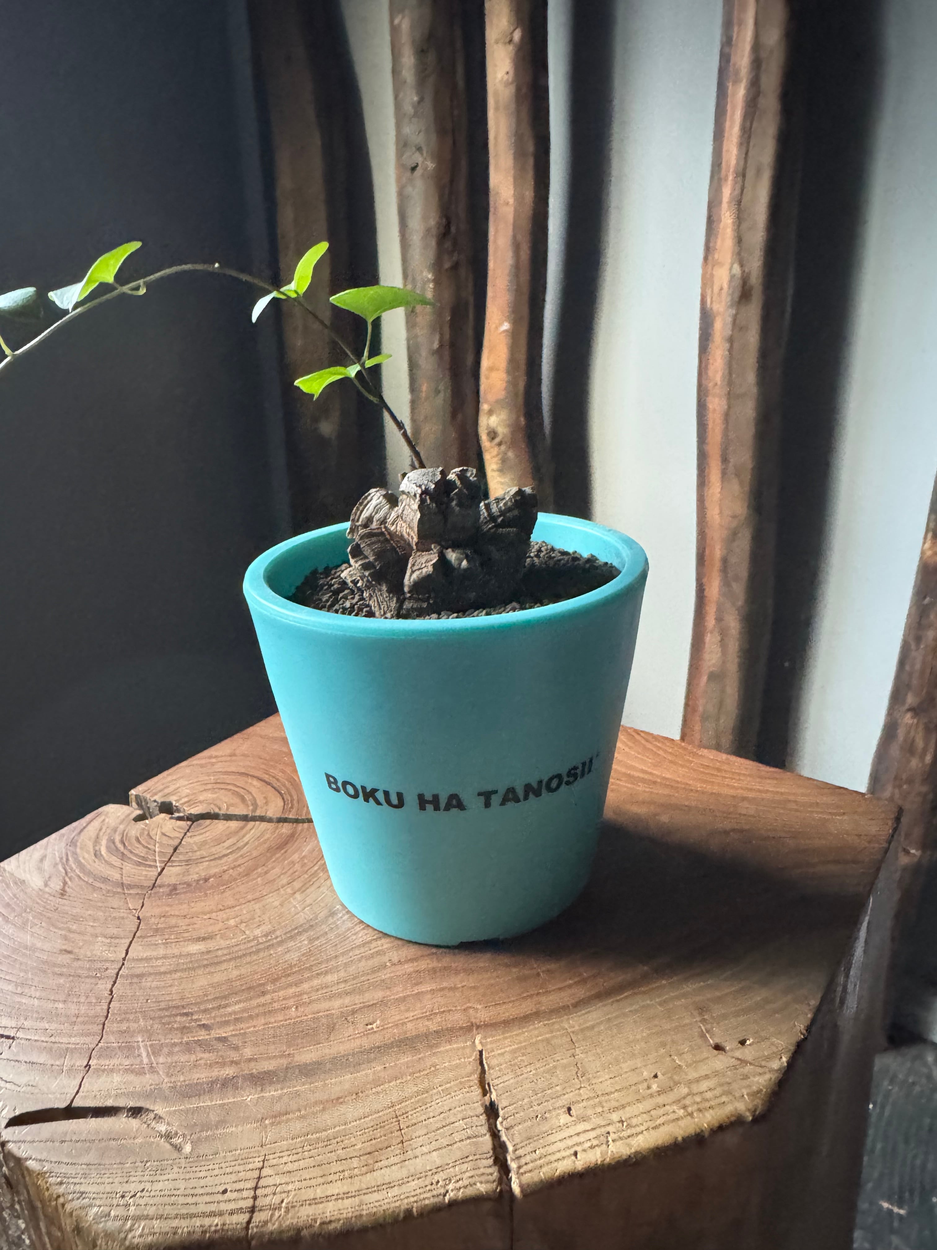 【新作】亀甲竜 × ボクタノ鉢【BOKU HA TANOSII】Dioscorea elephantipes