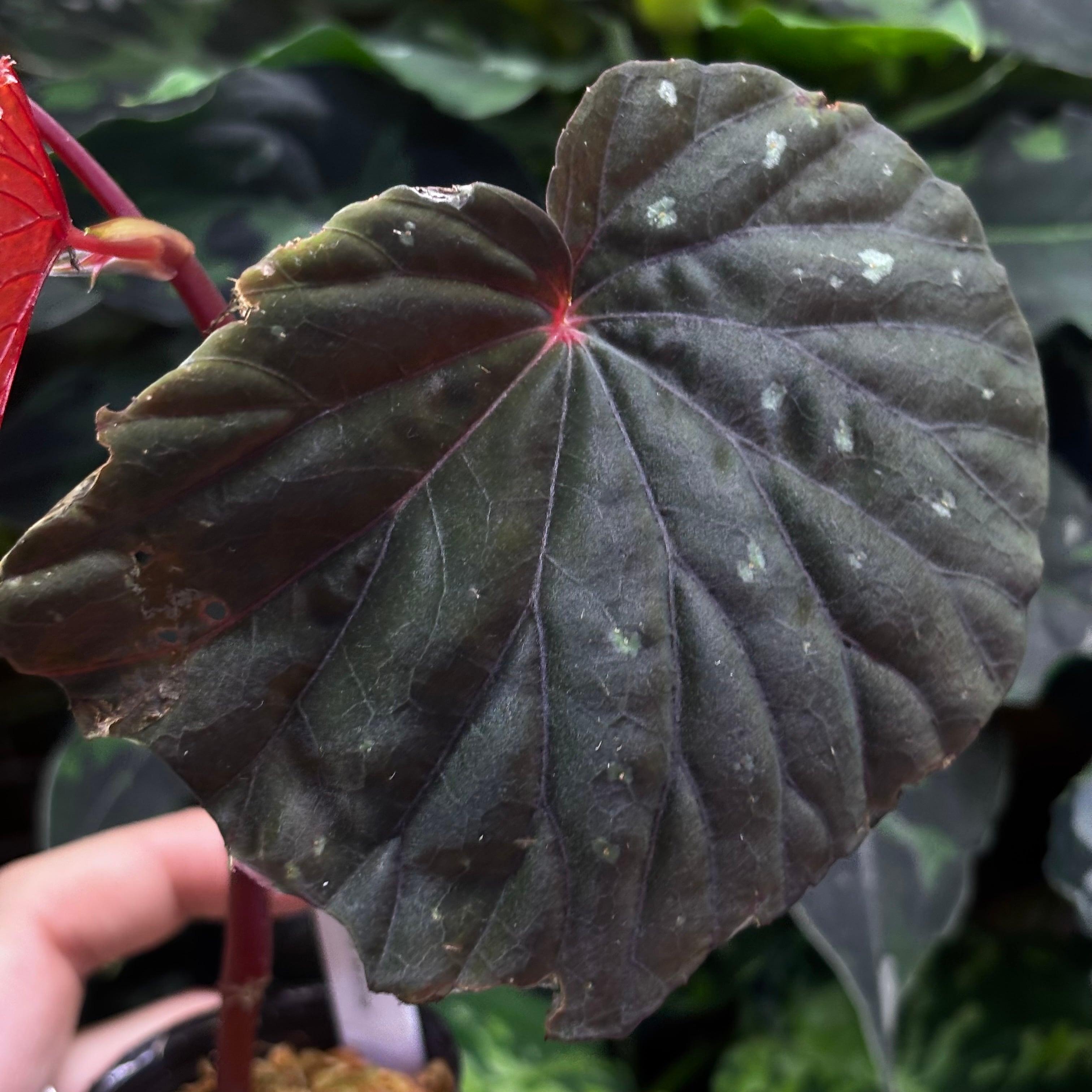 Begonia atricha 黒葉タイプ ① | 熱帯雨林植物専門店 トイ吉園芸