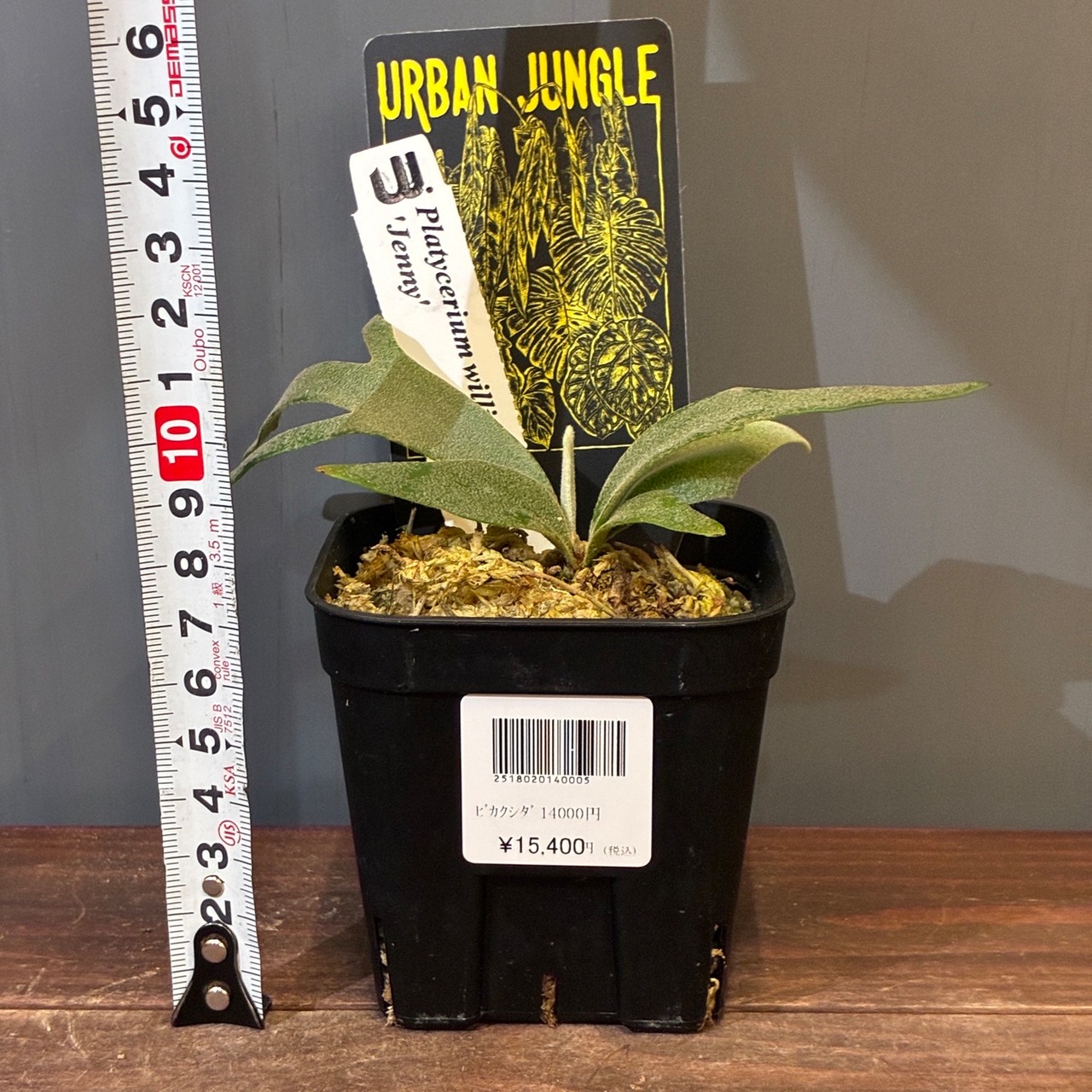 【新着3日限定10%OFF】【UJ】ビカクシダ　ジェニー　P. willinckii 'Jenny'【654】