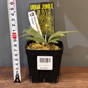 【新着3日限定10%OFF】【UJ】ビカクシダ　ジェニー　P. willinckii 'Jenny'【654】