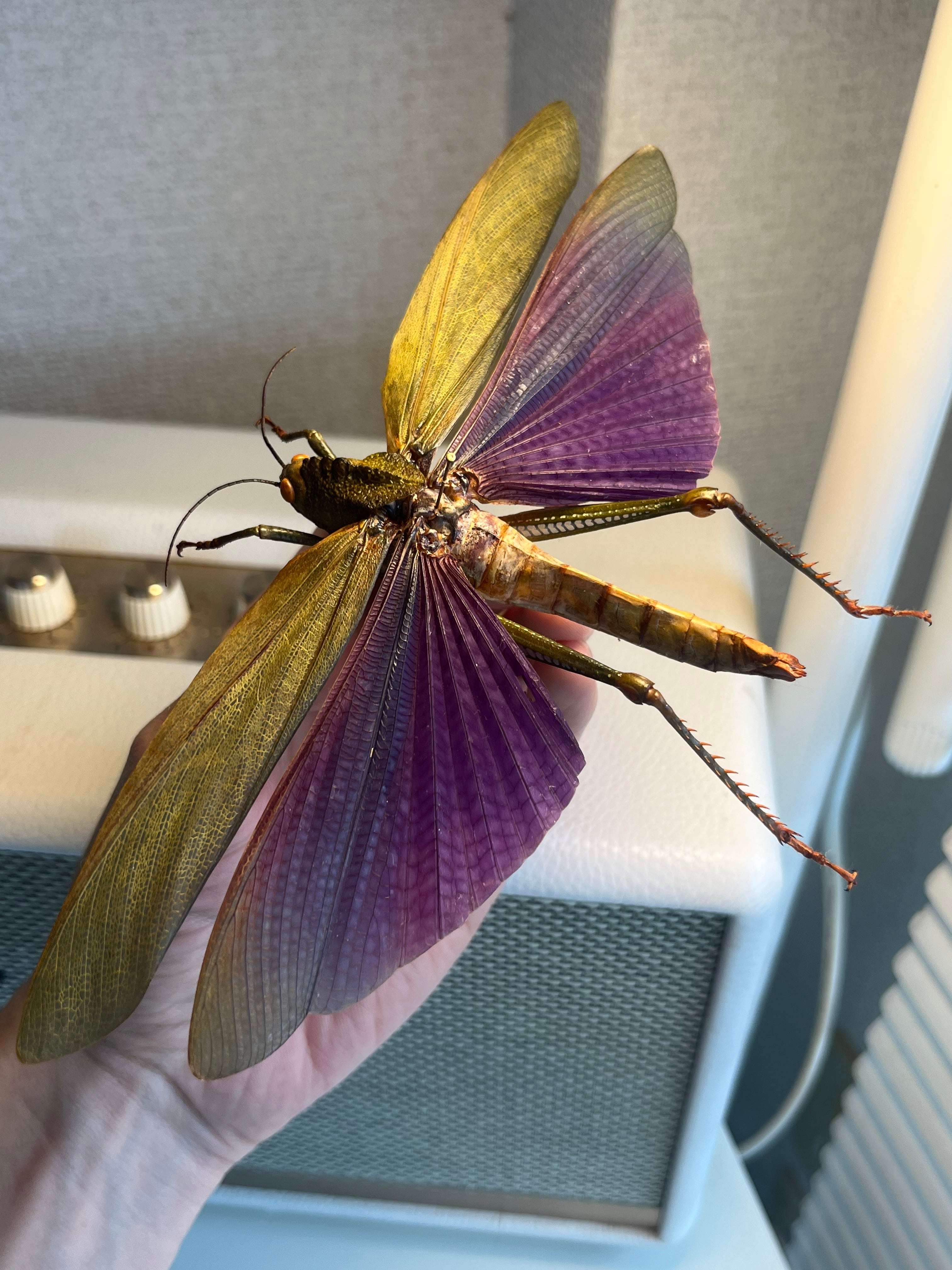 飛蝗最大級】シタムラサキオオバッタ 昆虫標本 直翅類 カマキリ