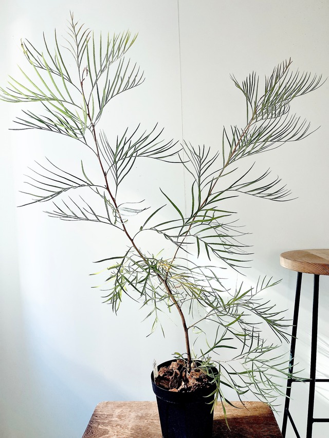 耐寒強 グレビレア シルビア オージープランツ 観葉植物 calm cafe