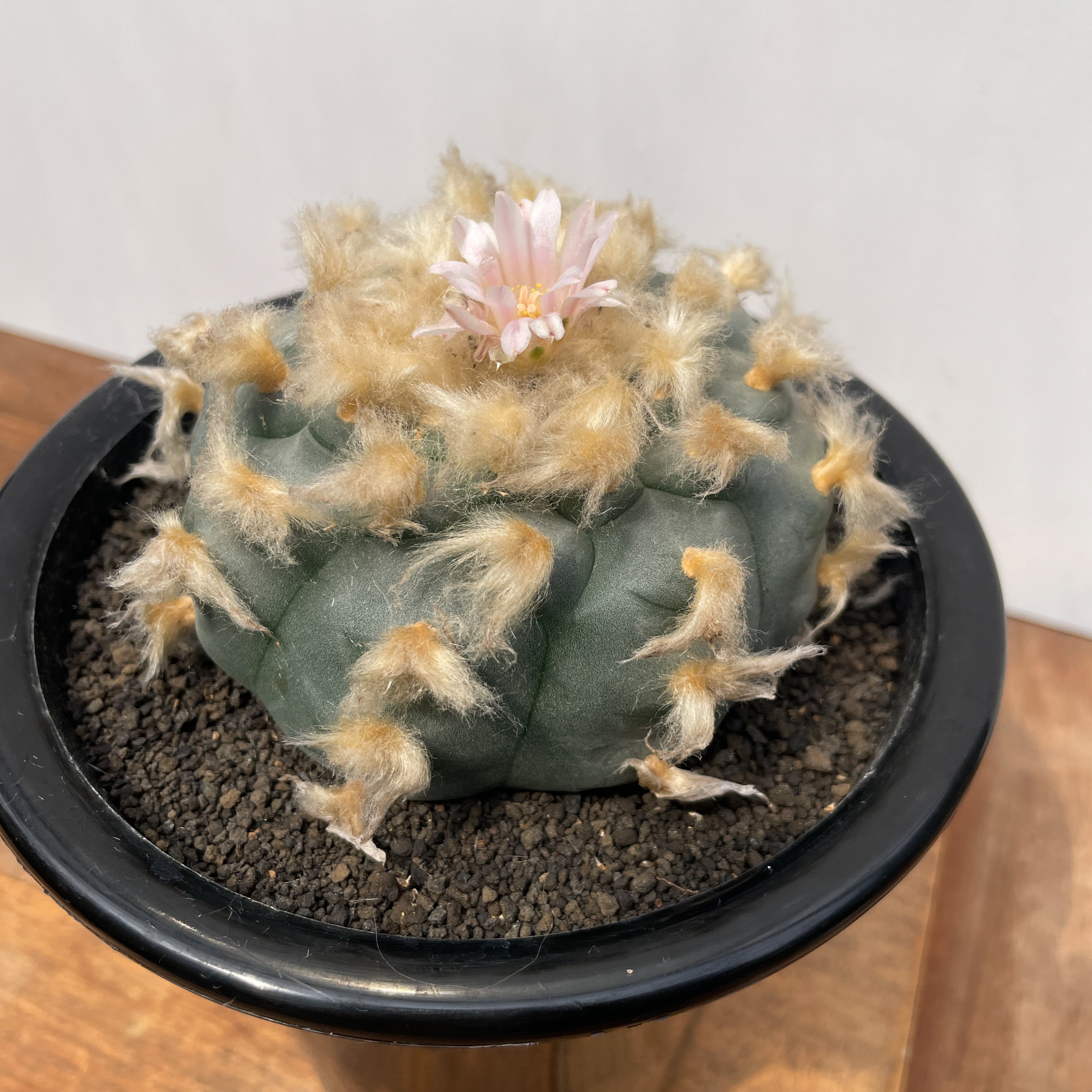 Lophophora williamsii 'texana'【ロフォフォラ・テキサーナ・実生