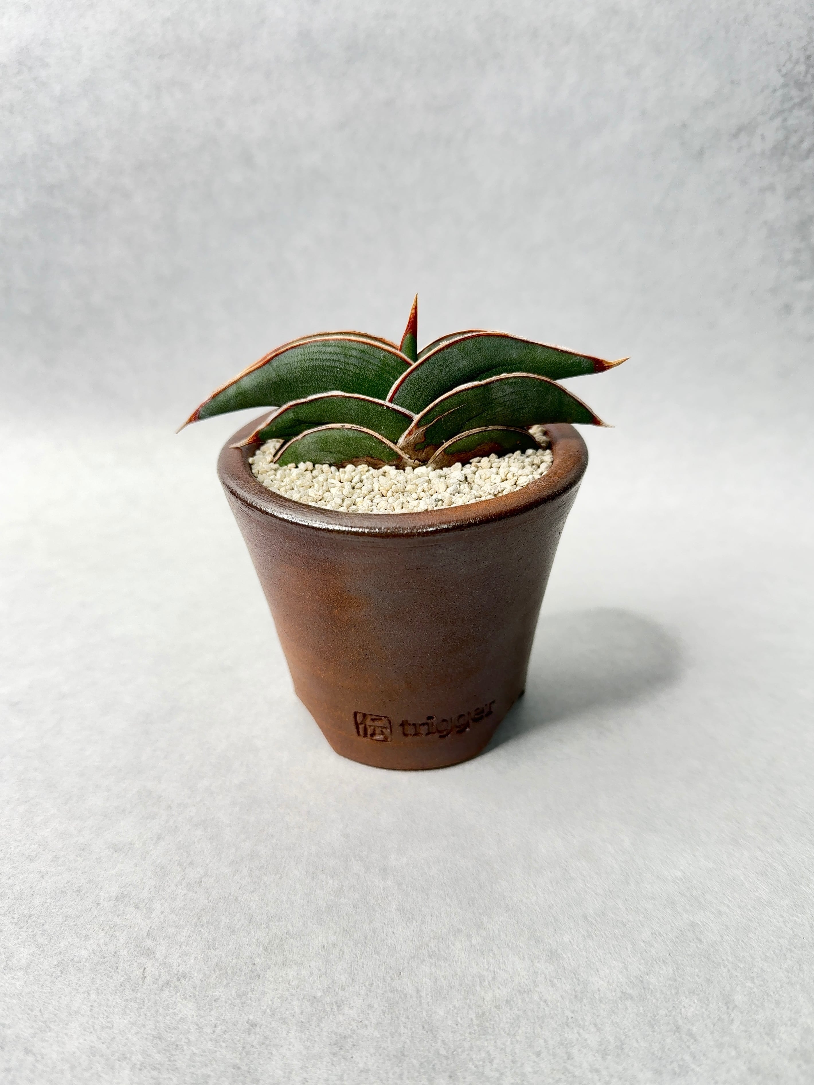 24.サンセベリア・ロリダ | trigger