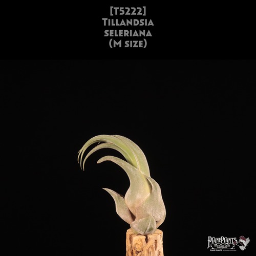 【送料無料】seleriana M〔エアプランツ〕現品発送T5222