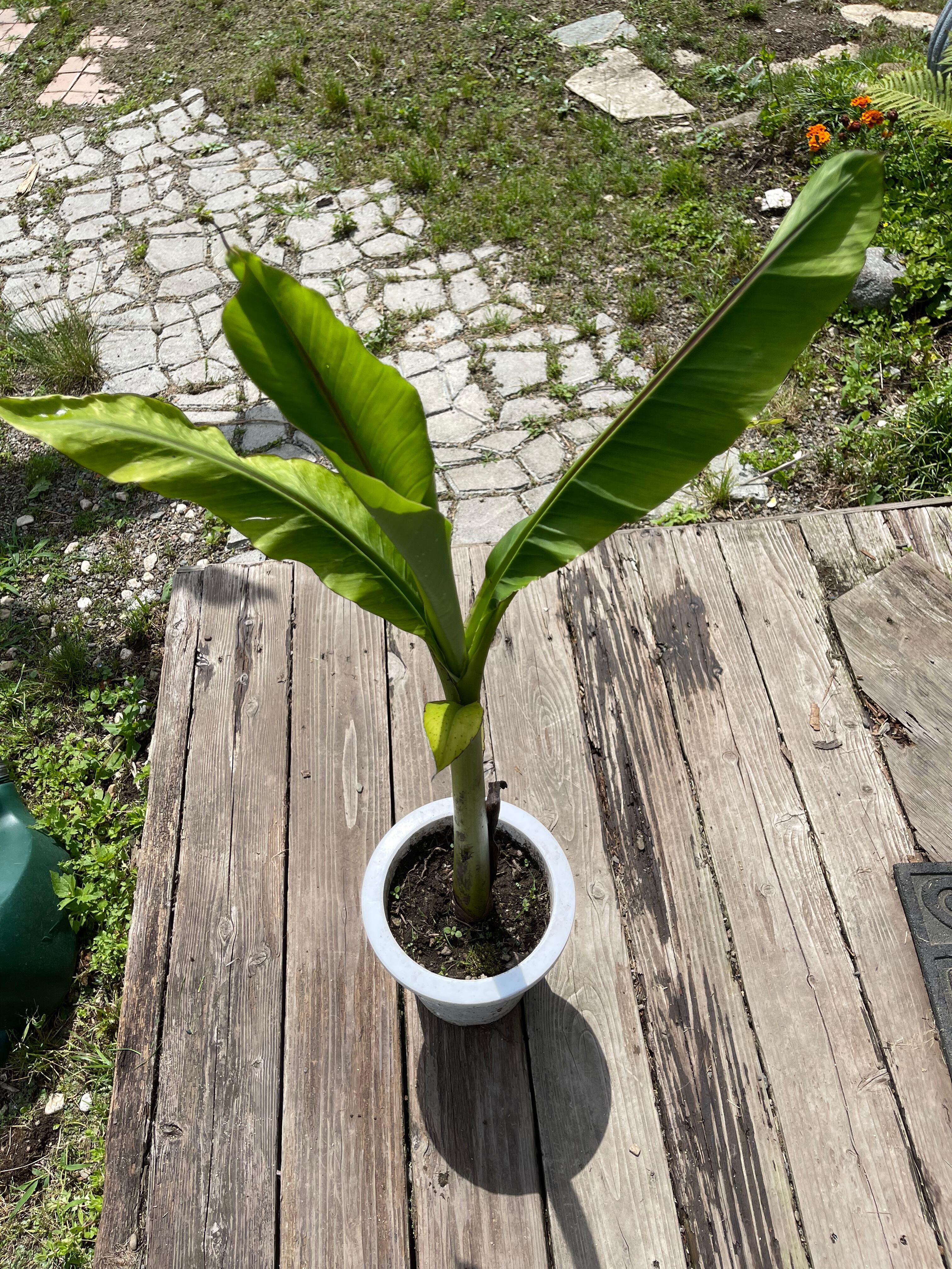 芭蕉 ジャパニーズバナナ バショウ 苗 A 13 鉢底から計測 約80cm前後 Burnsgreen