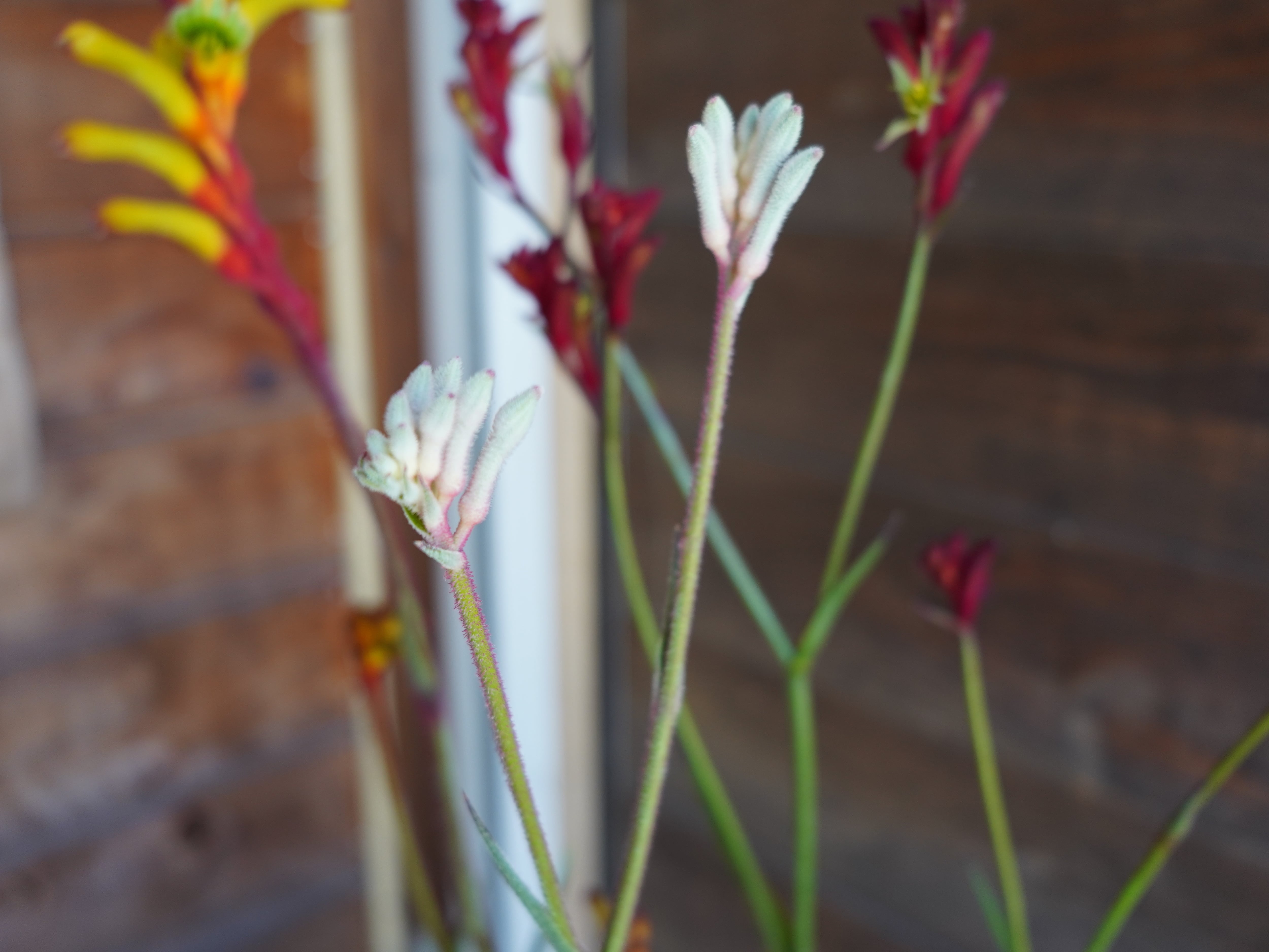 【現物】カンガルーポー Bセット(3色セット)