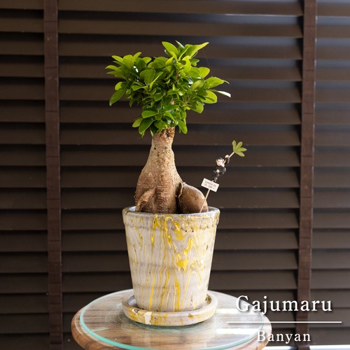 運気UP ガジュマルの木 5号 陶器鉢 ピック付 観葉植物 ガジュマル 多幸の木 0629YL