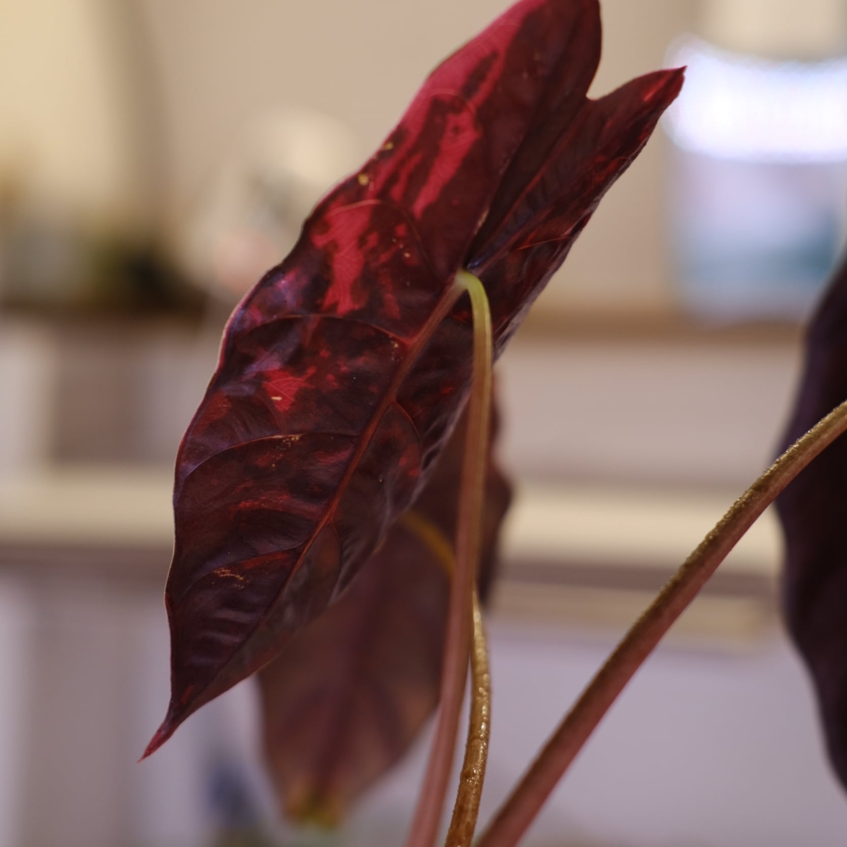 Alocasia chantrieri pink│アロカシア シャントリエリ ピンク⑥│観葉