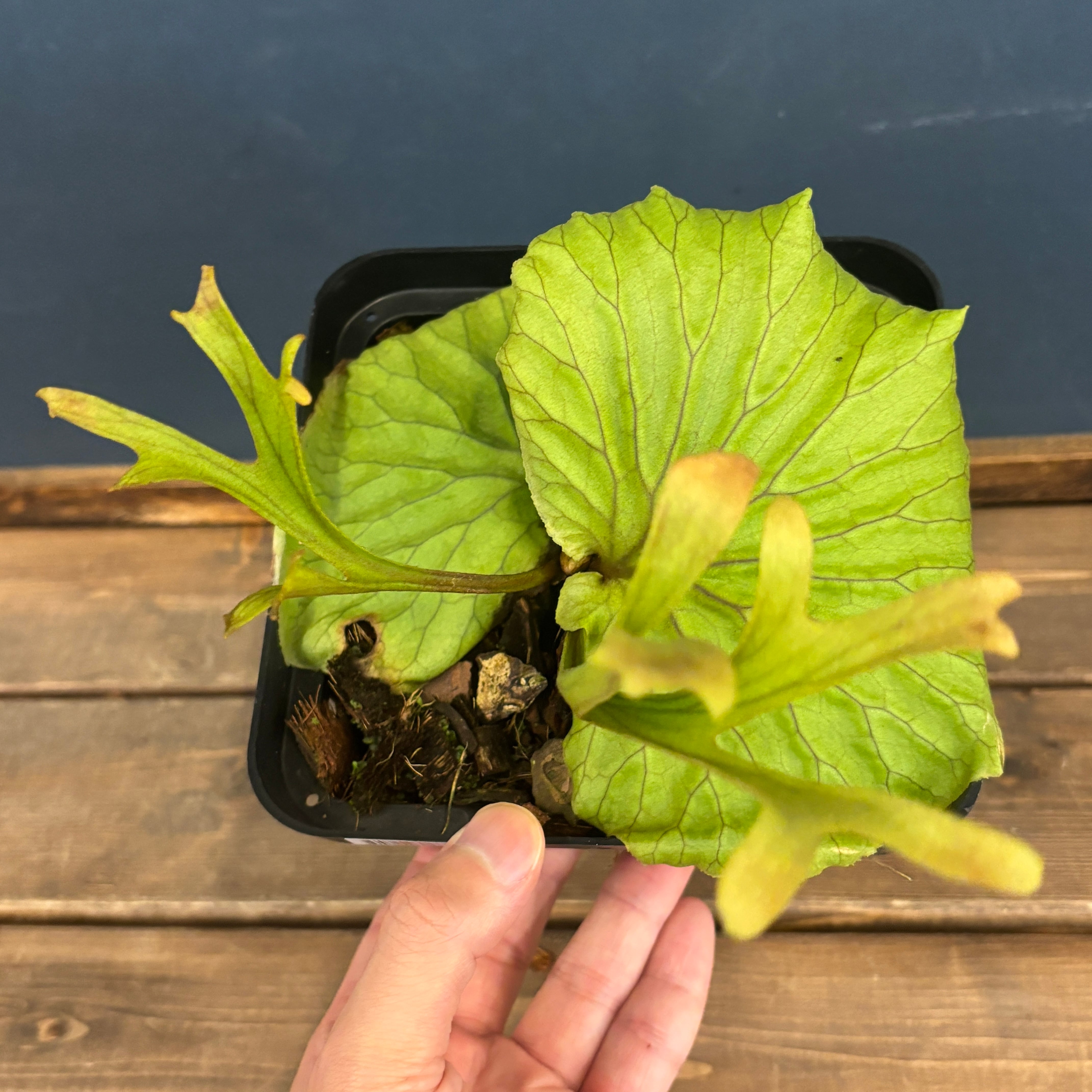 ビカクシダ リドレイ優良実生 P.ridleyi Sebangau Kuala, Borneo【550