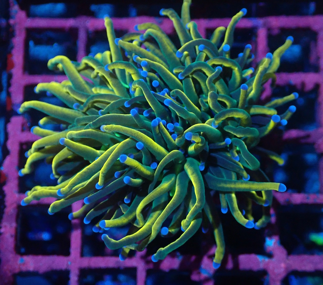 Euphyllia grabrescens"GoldHolyGrail"