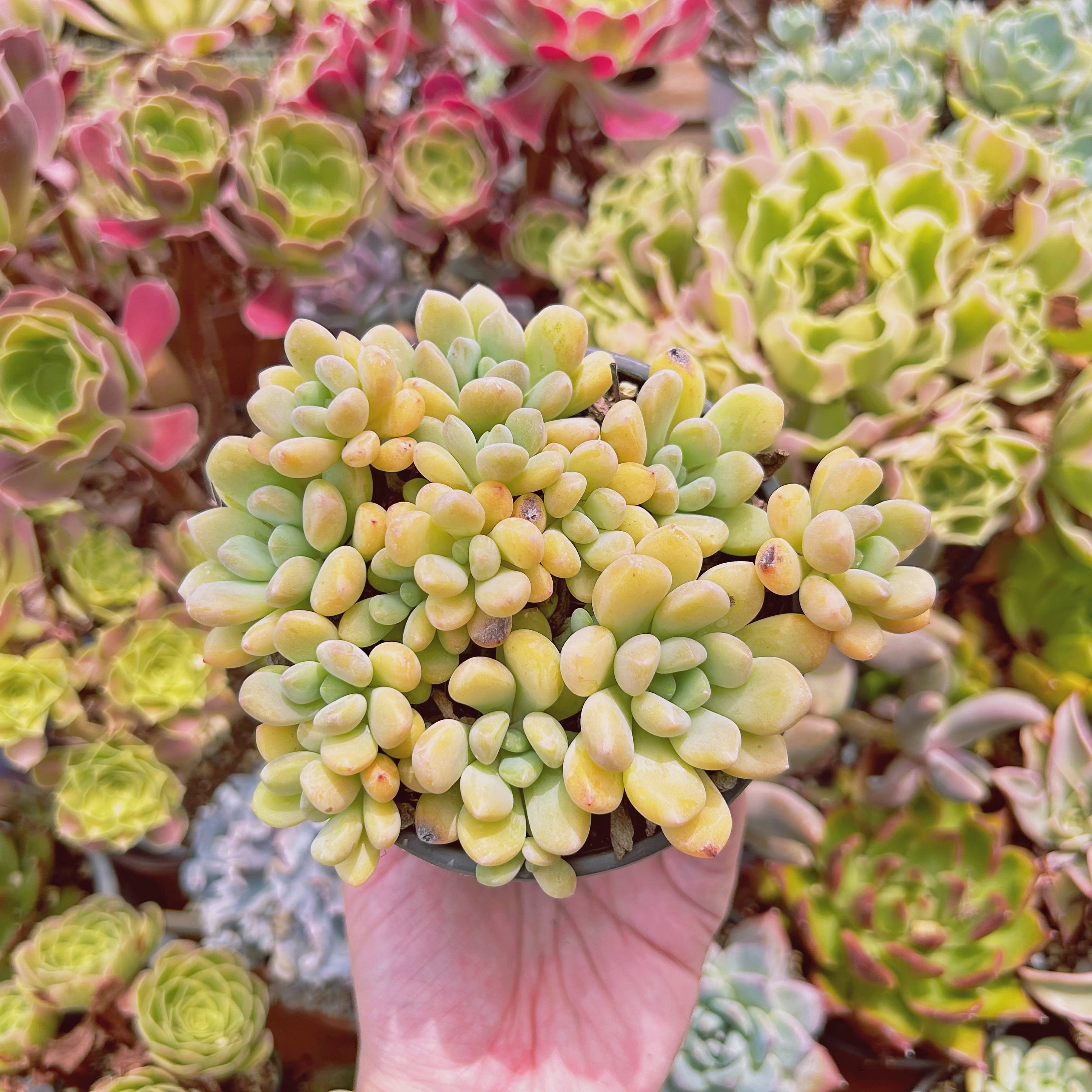 現物　多肉植物　ラブリーディア　抜き苗