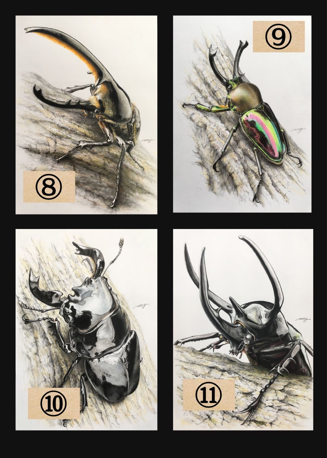 色鉛筆画 1枚(全23種)【複製画】