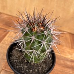 Copiapoa rupestris【コピアポア・ルペストリス・実生】