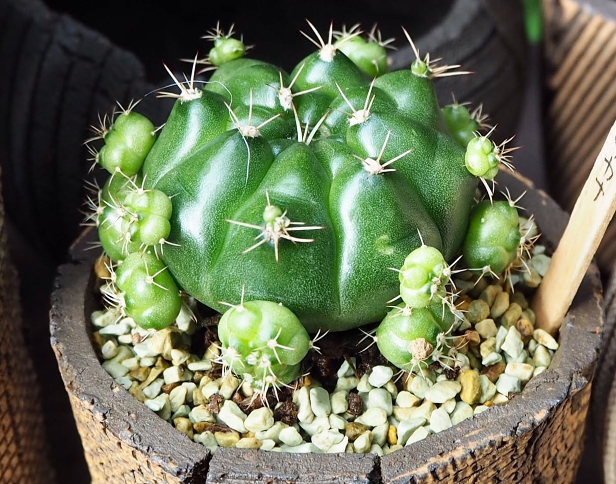 白花奇仙玉×信楽焼鉢