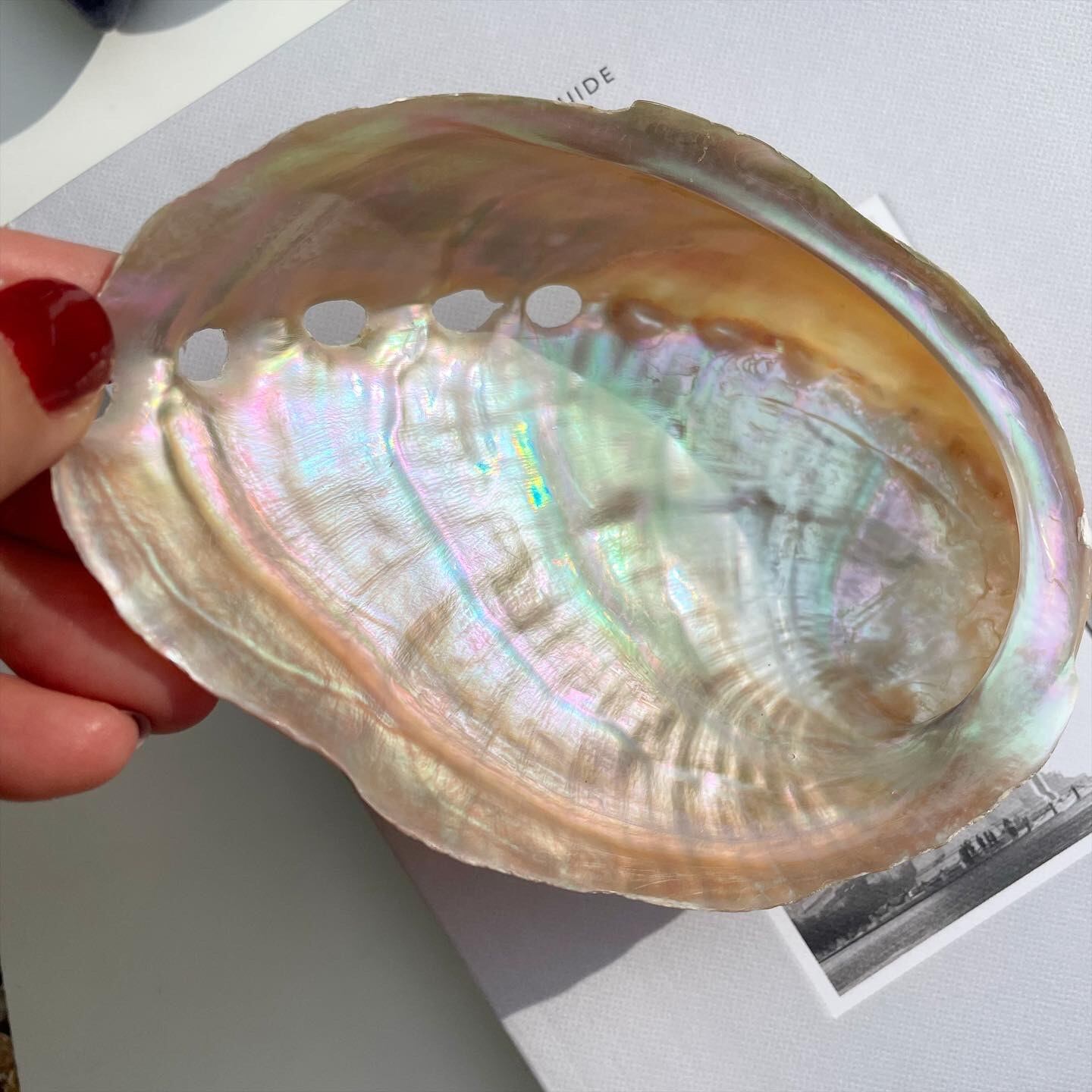 Avaron Shell (鹿児島県甑島産/ Medium)