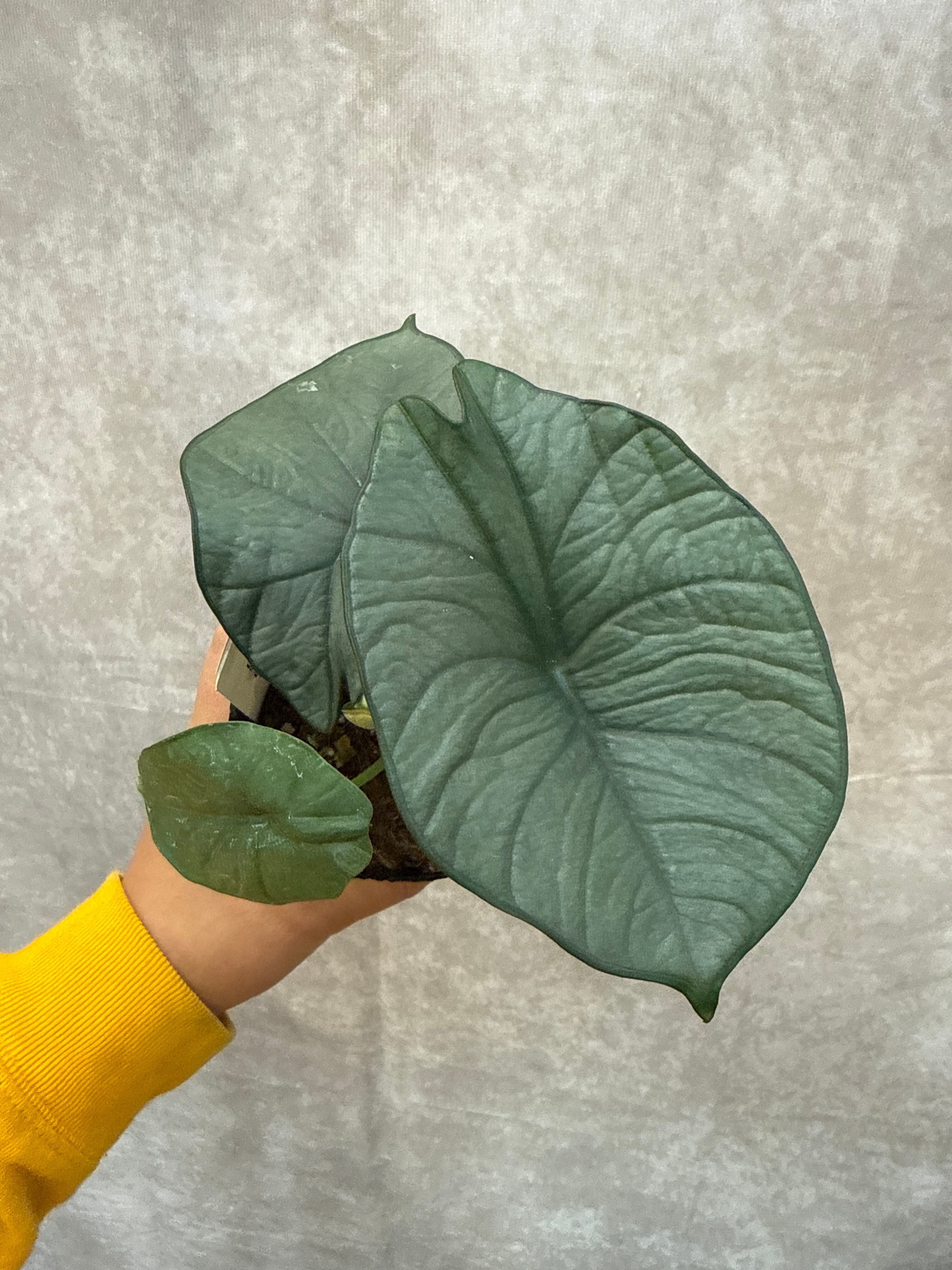 極上 アロカシア ネブラ オーレア アロカシア レギネ | Gardenえん 【観葉熱帯植物】
