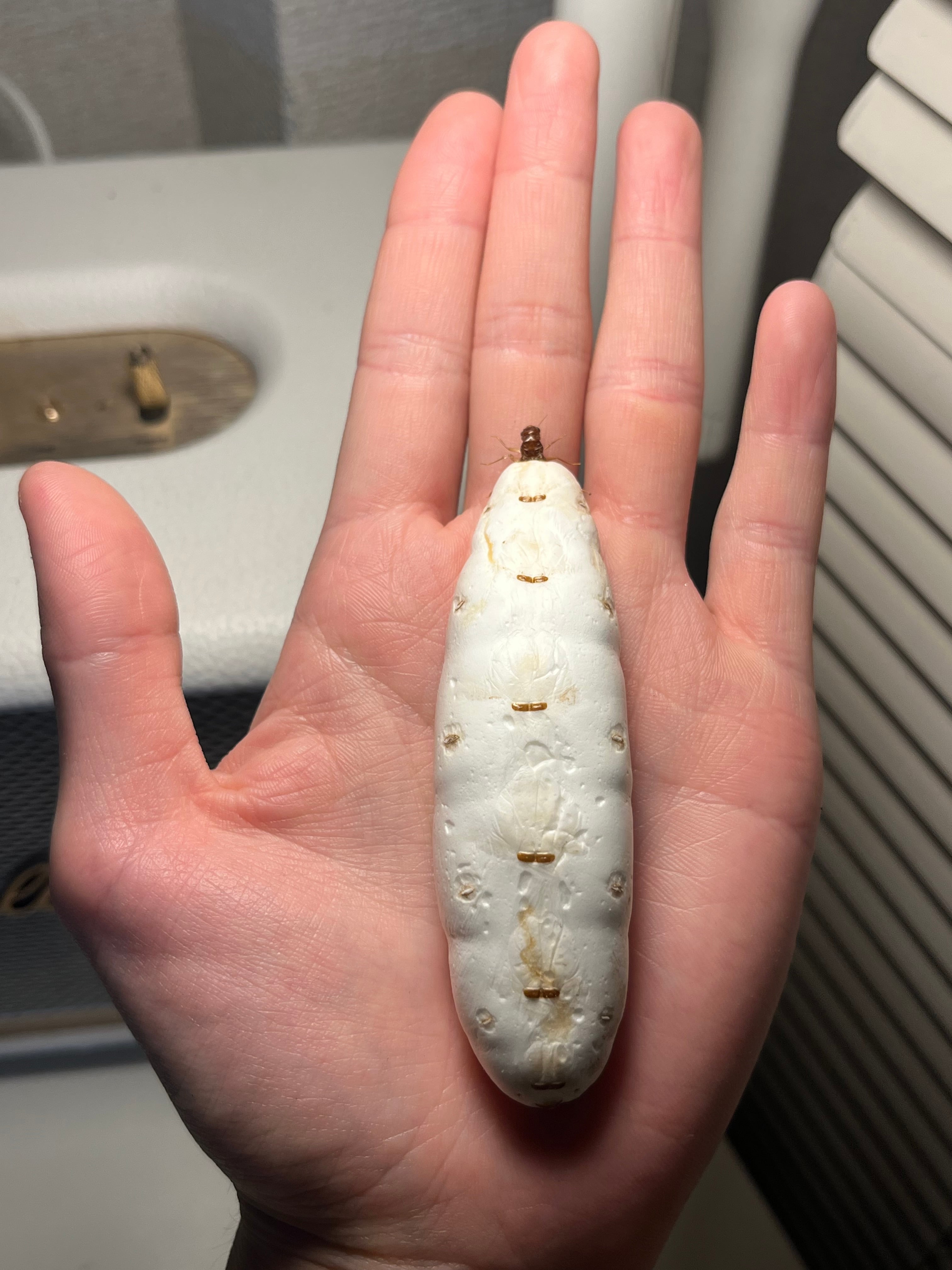 乾燥珍々】シロアリの女王標本 超巨大 液浸標本 昆虫標本 パラポネラ
